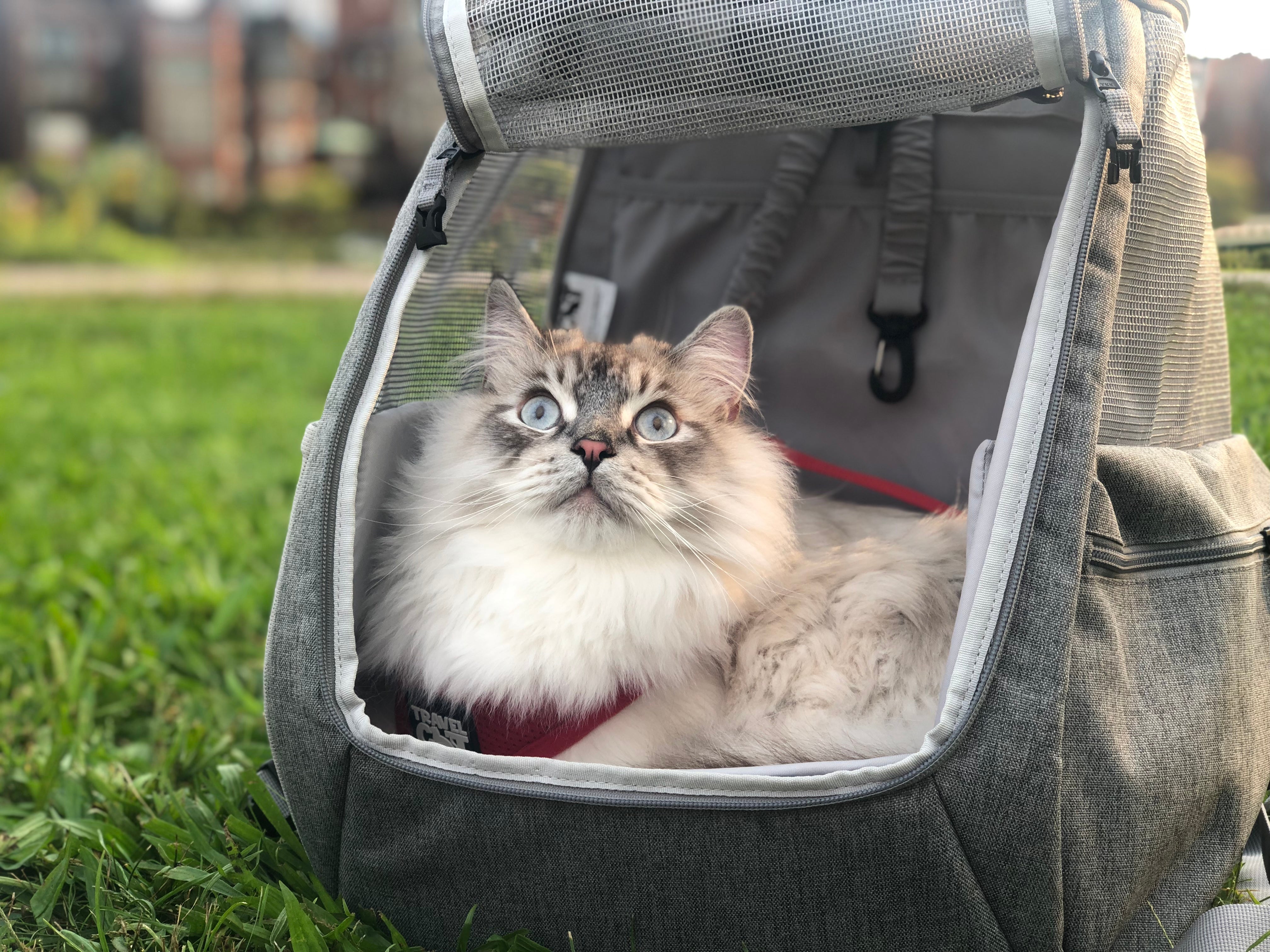 Cat Travel Bundles and Kits
