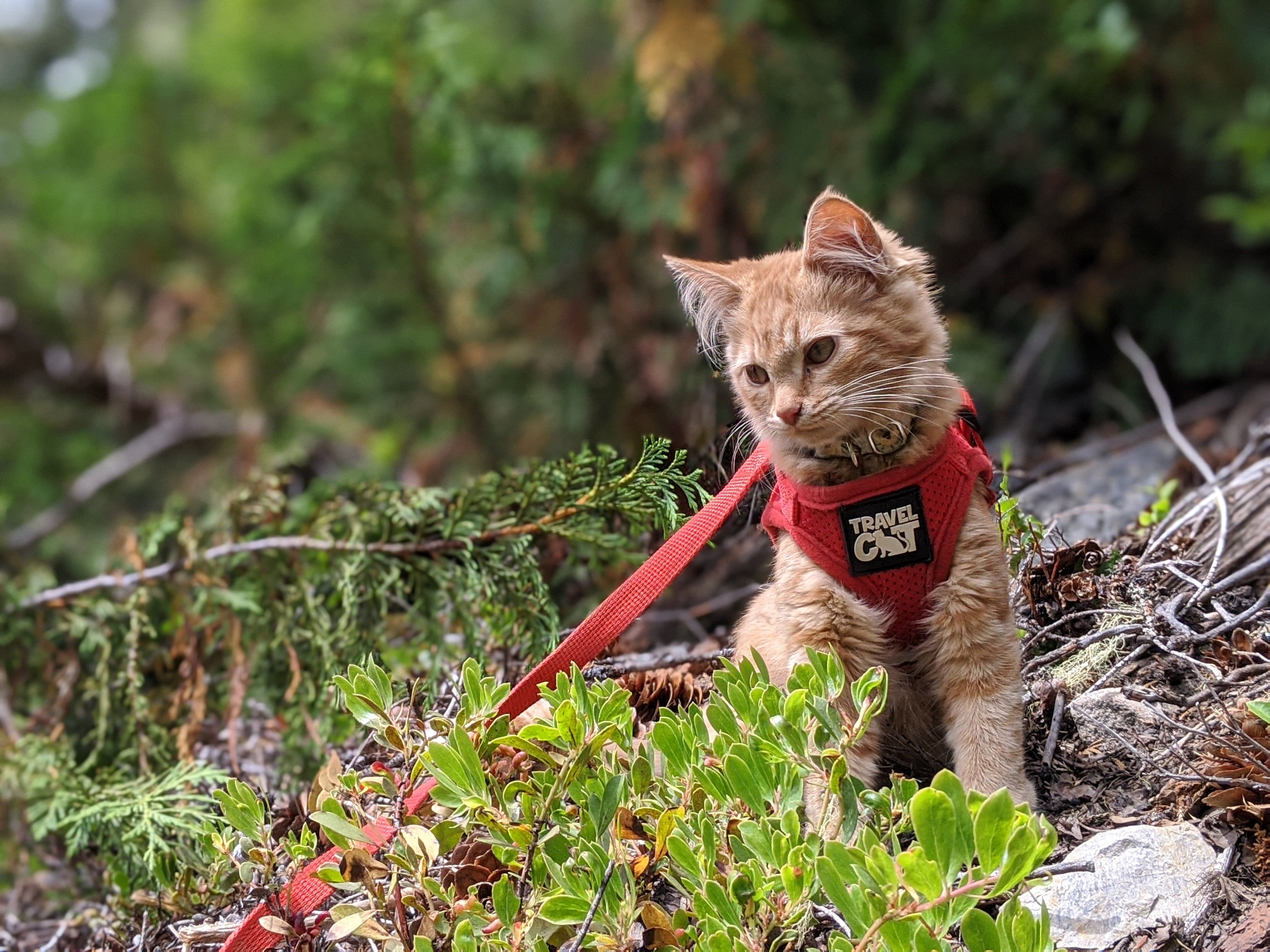 Holiday Harness Bundle - Plaid, Green, and Red Cat Harness & Leash Sets