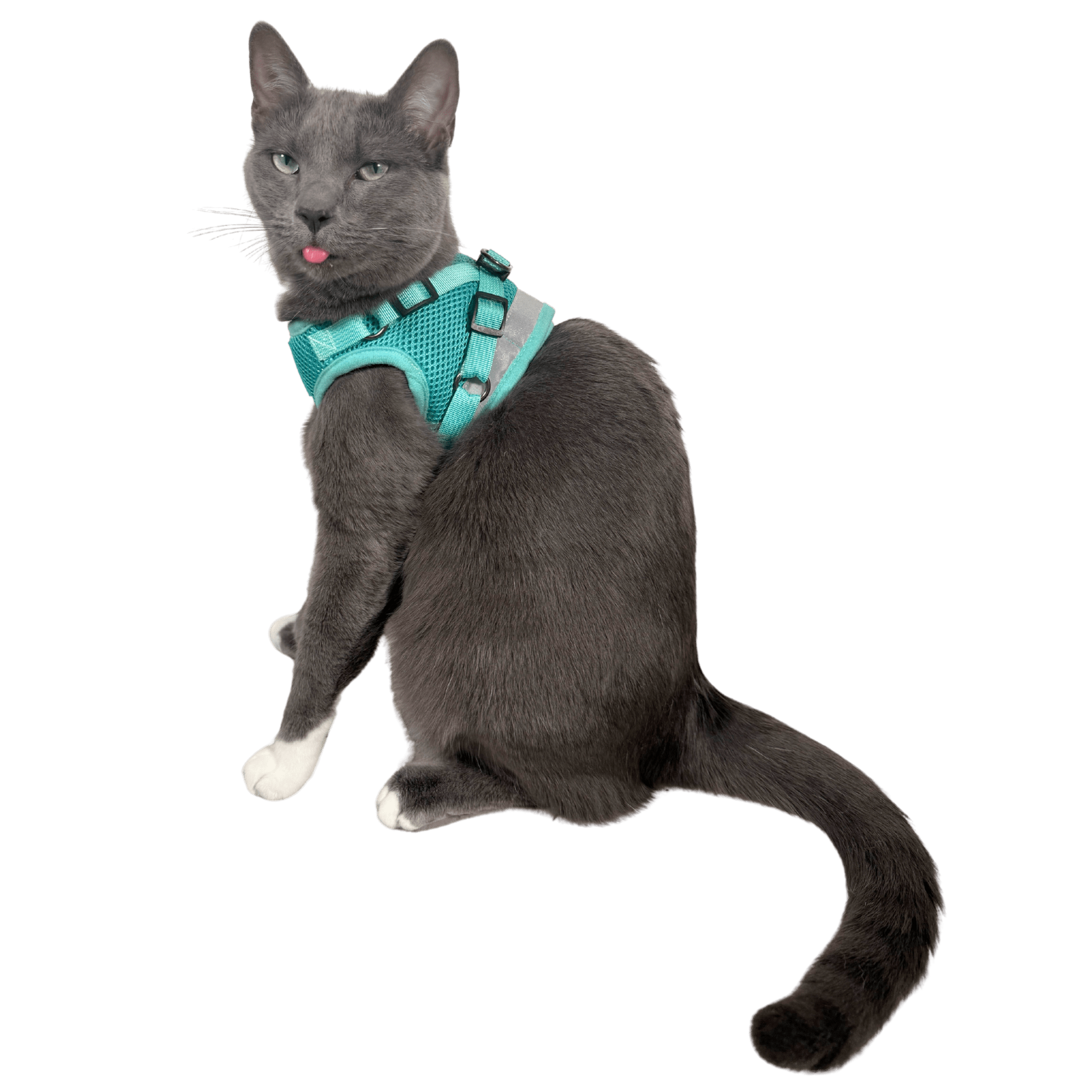 The Jackson Galaxy x Travel Cat Harness & Backpack Bundle