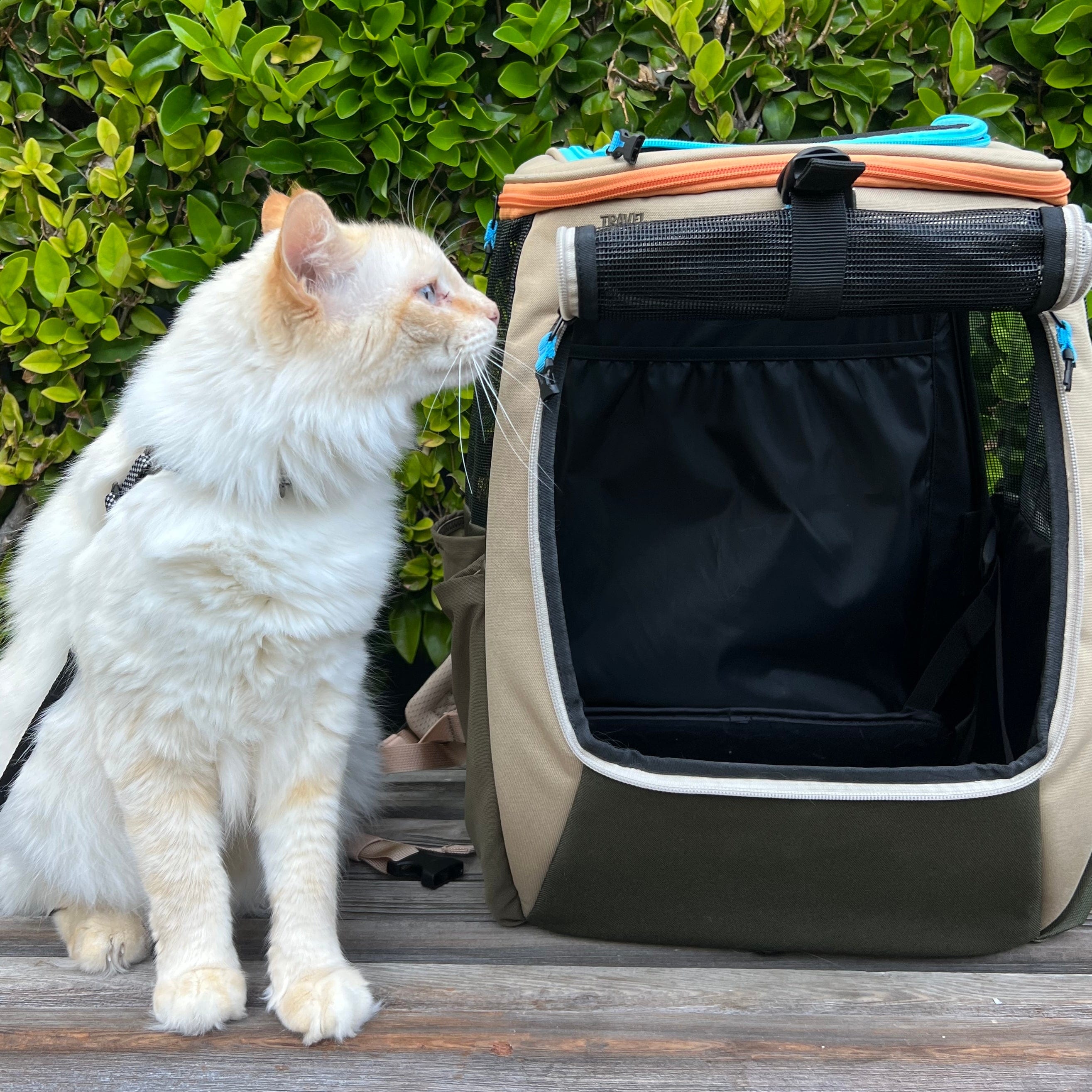 "The Navigator Earth" Convertible Cat Backpack - For Adventurous Cats and Humans