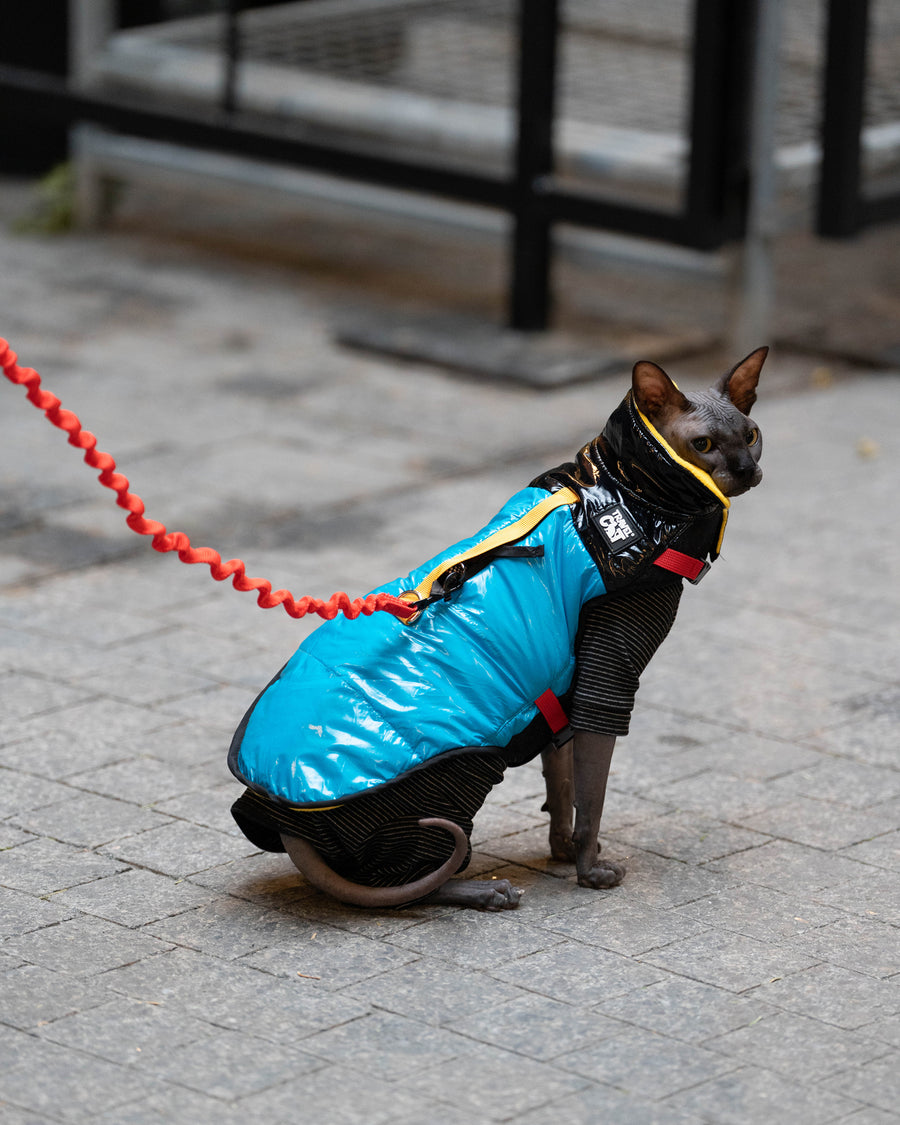 The Best Cat and Kitten Harnesses & Leashes