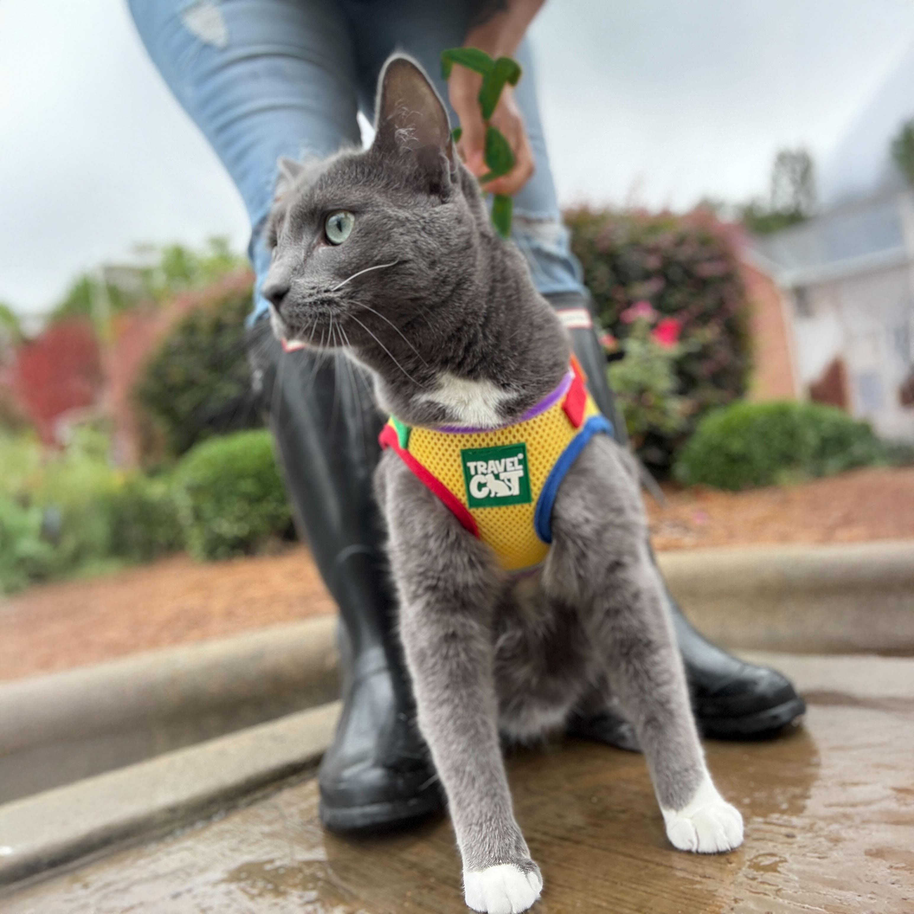 "The True Adventurer" Reflective Cat & Kitten Harness and Leash