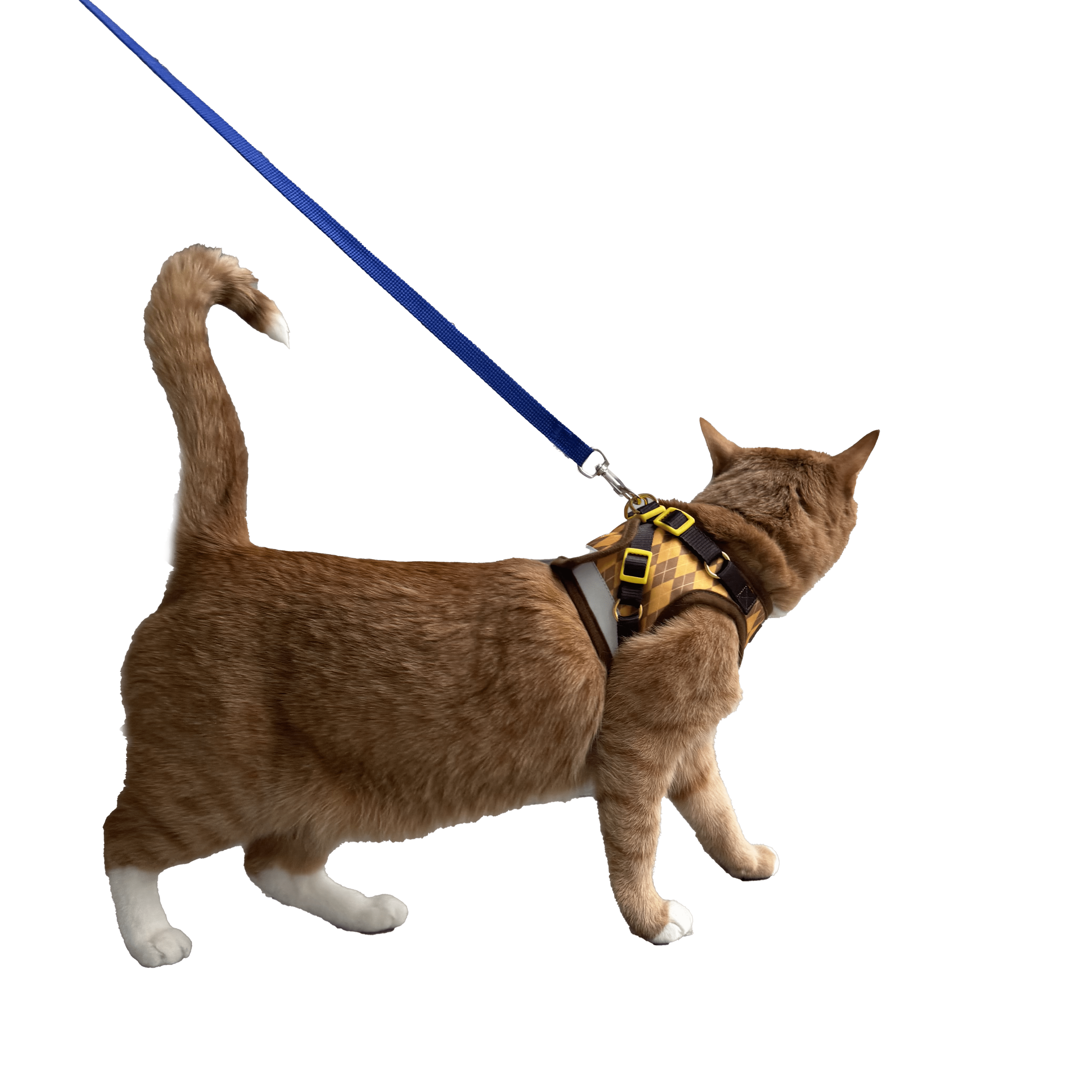 Argylle x Travel Cat Harness & Leash - Officially Licensed