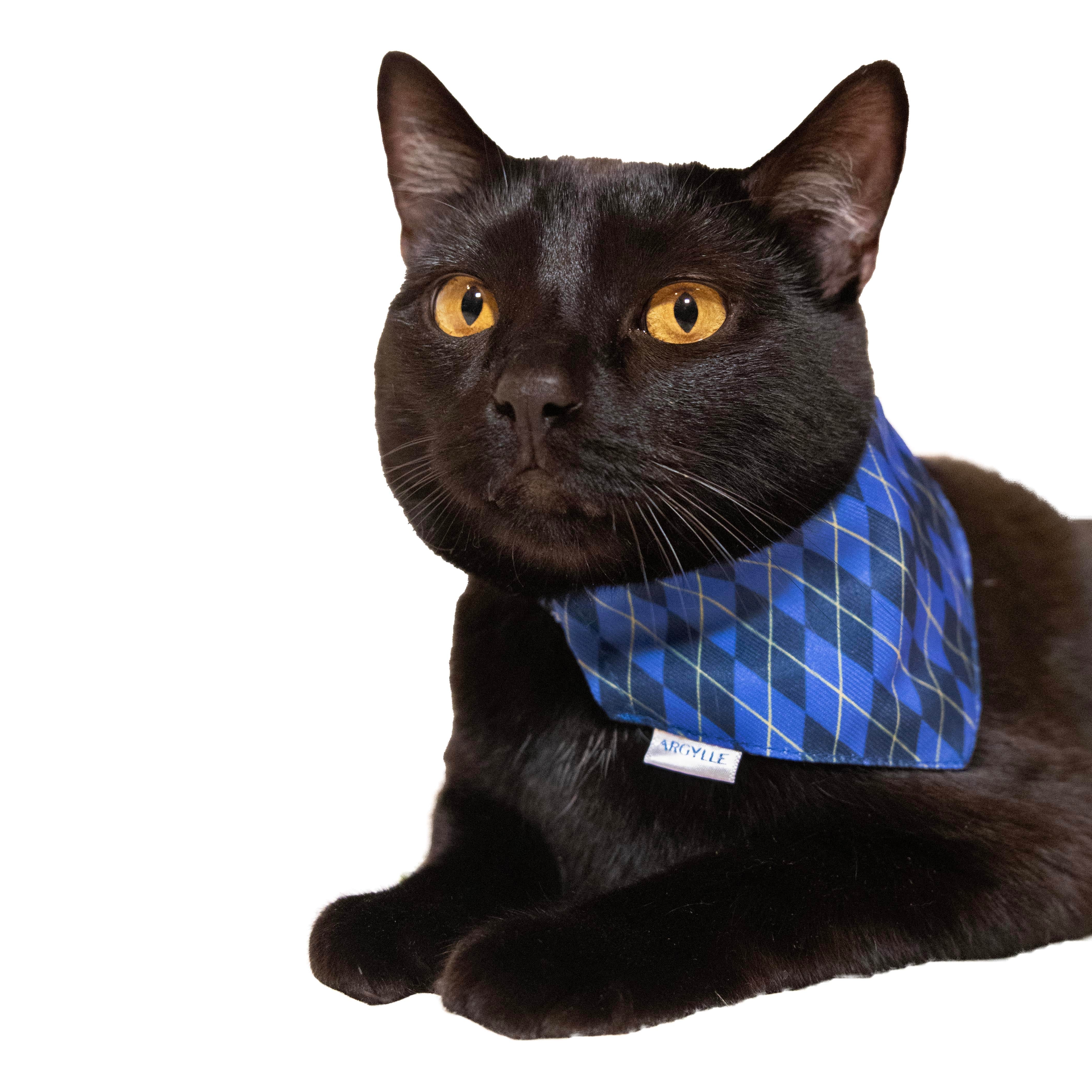 Argylle x Travel Cat Collar & Bandana Set - Officially Licensed