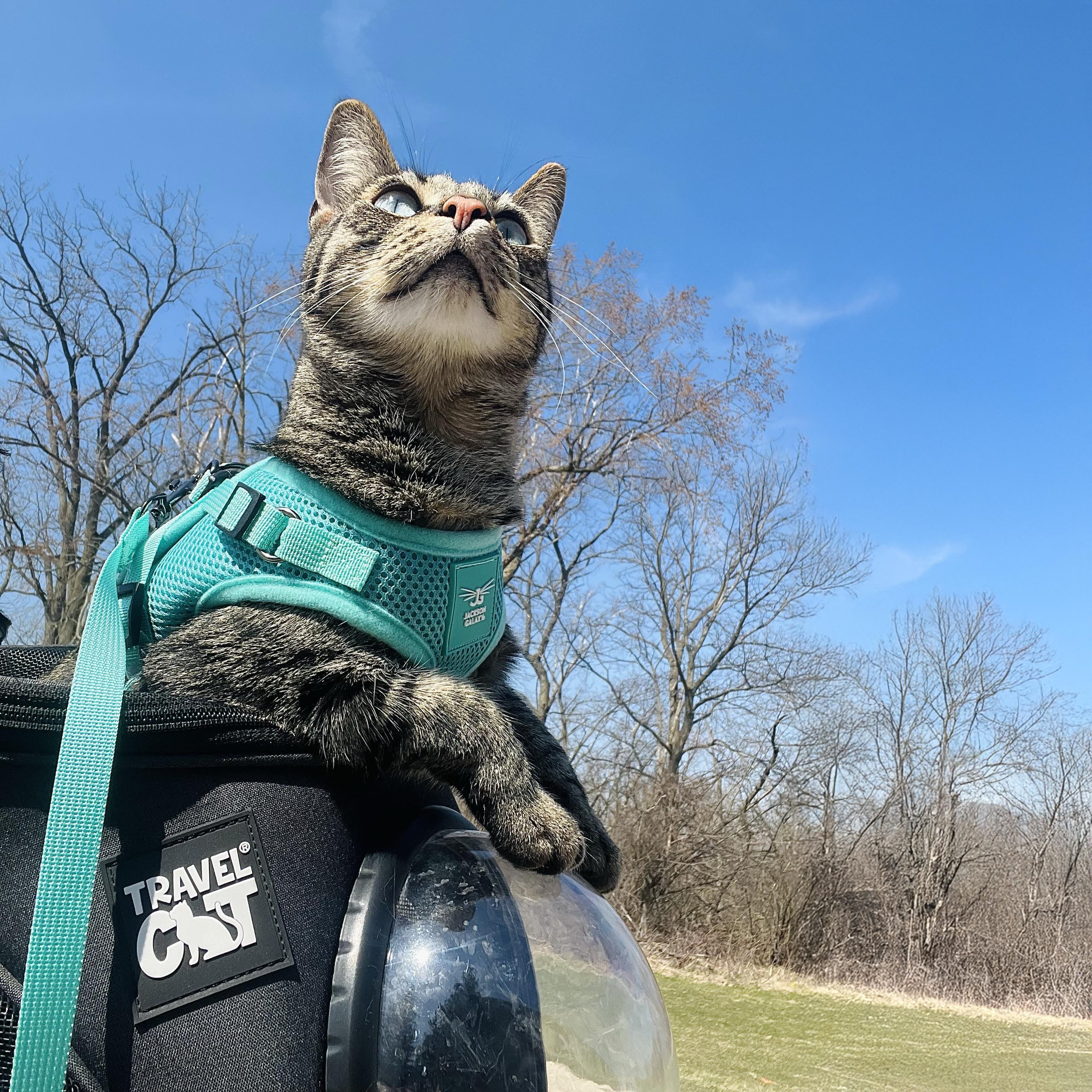The Jackson Galaxy x Travel Cat Harness & Backpack Bundle