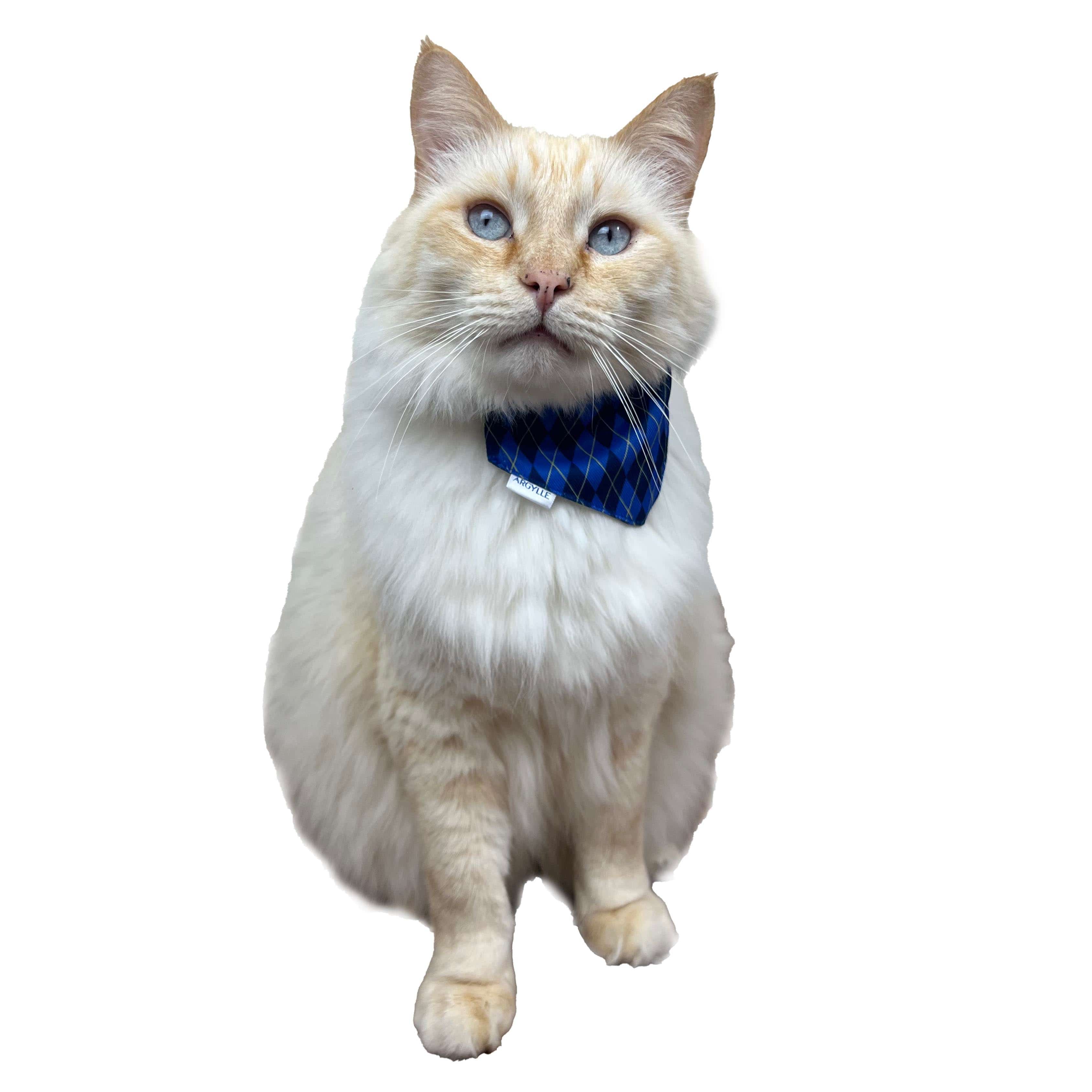 Argylle x Travel Cat Collar & Bandana Set - Officially Licensed