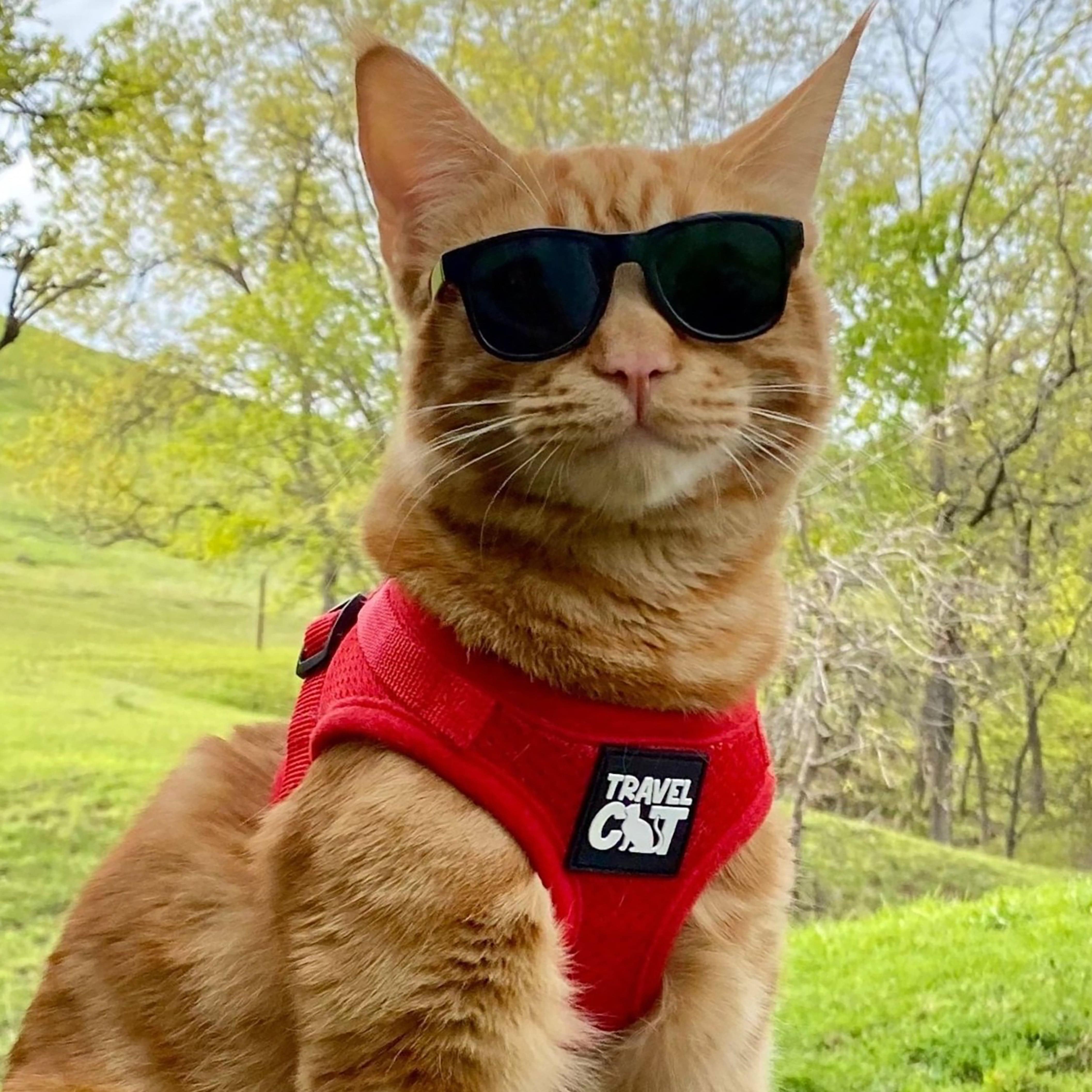 "You’re Kitten Me" Harness Bundle