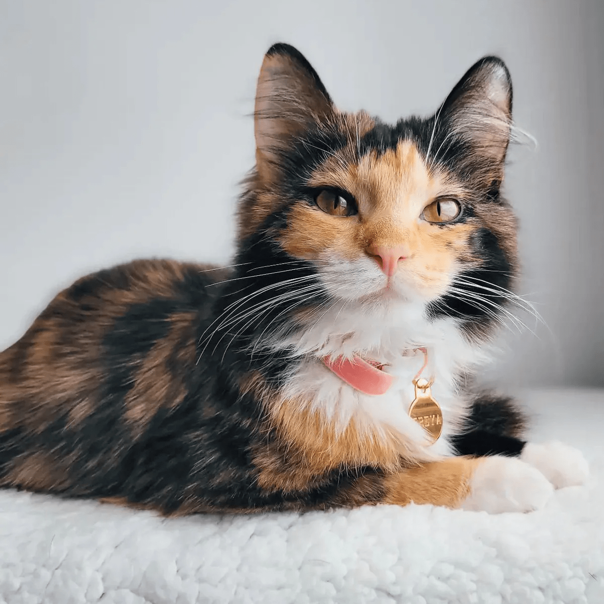 Custom Cat ID Tag for Collars and Harnesses - The Booty