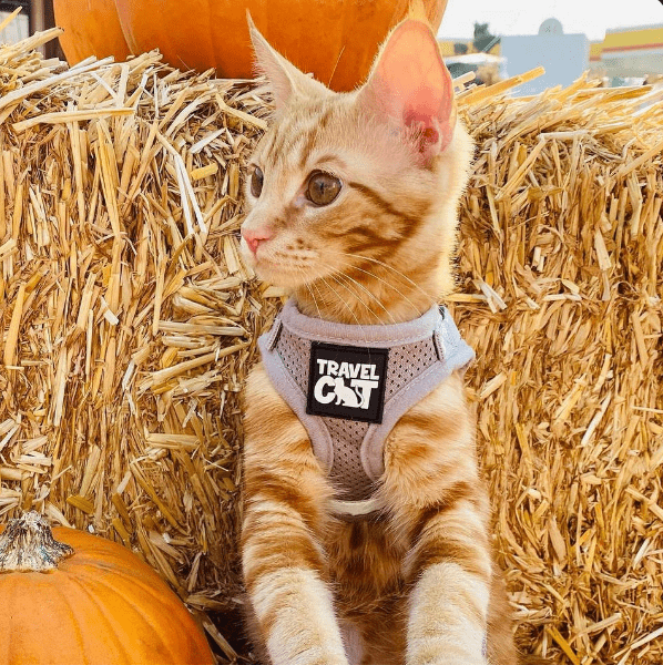 "You’re Kitten Me" Harness Bundle