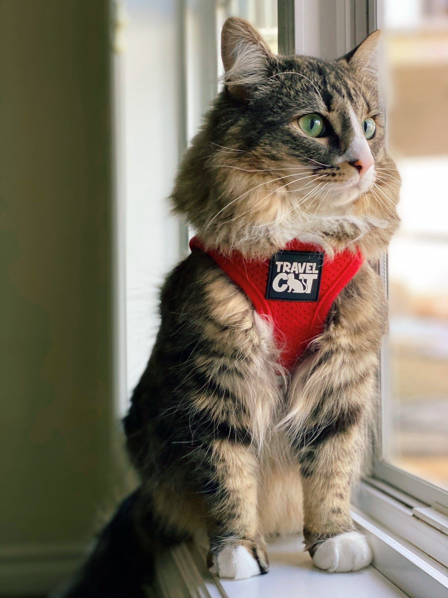 Meow & You Forever Harness Bundle