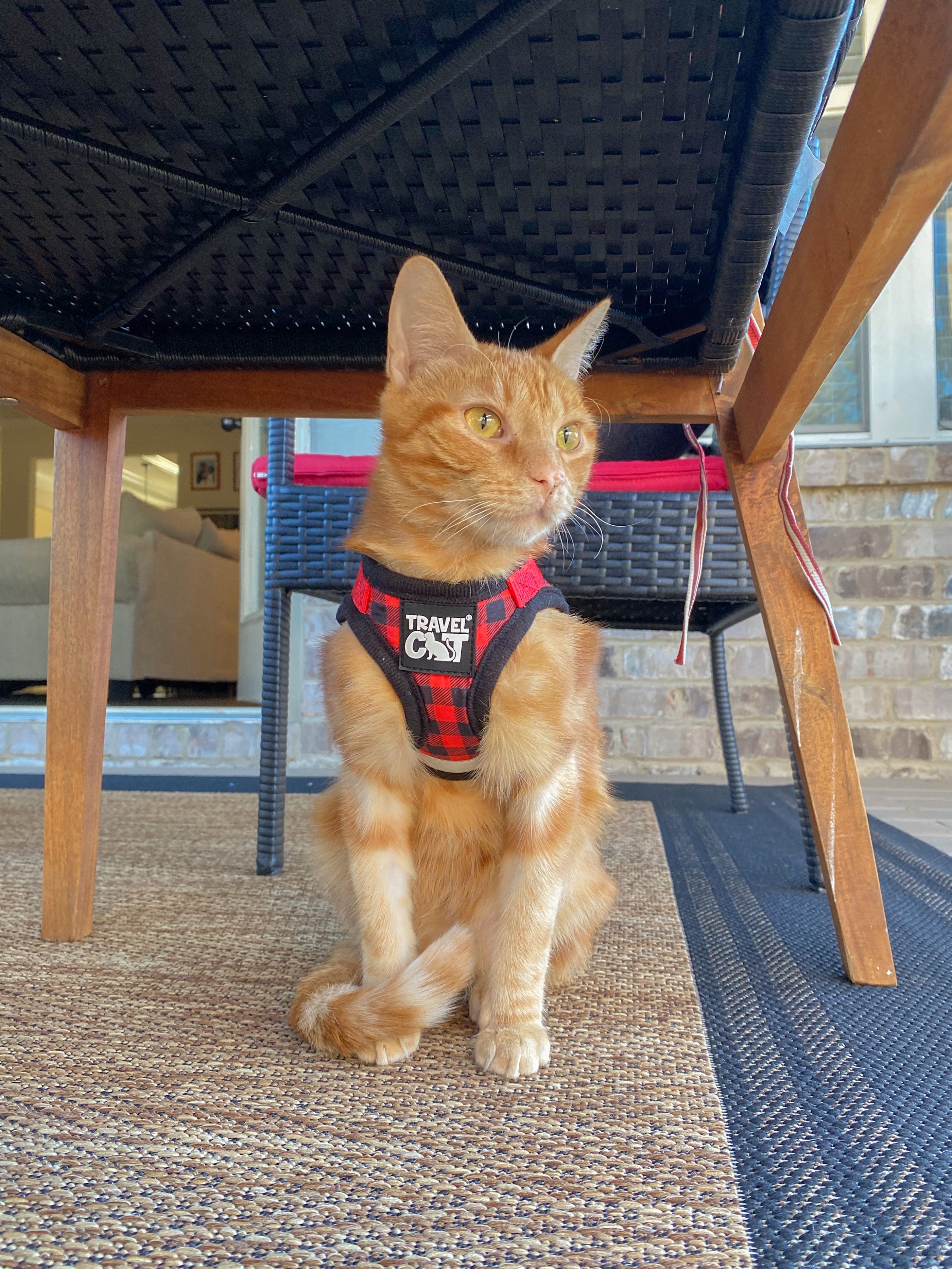 Meow & You Forever Harness Bundle