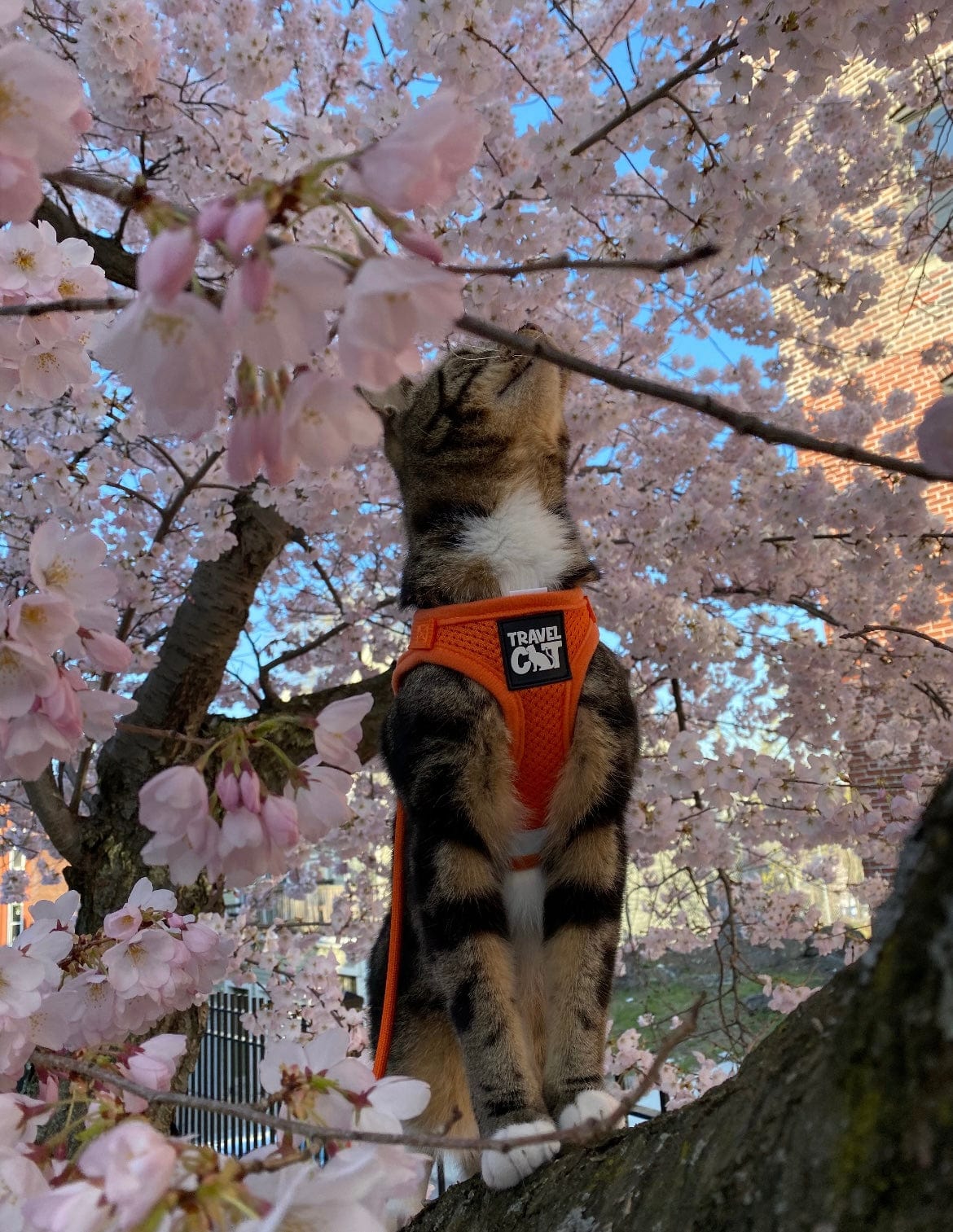 "The Spring Fling" Bright Cat Harness Bundle