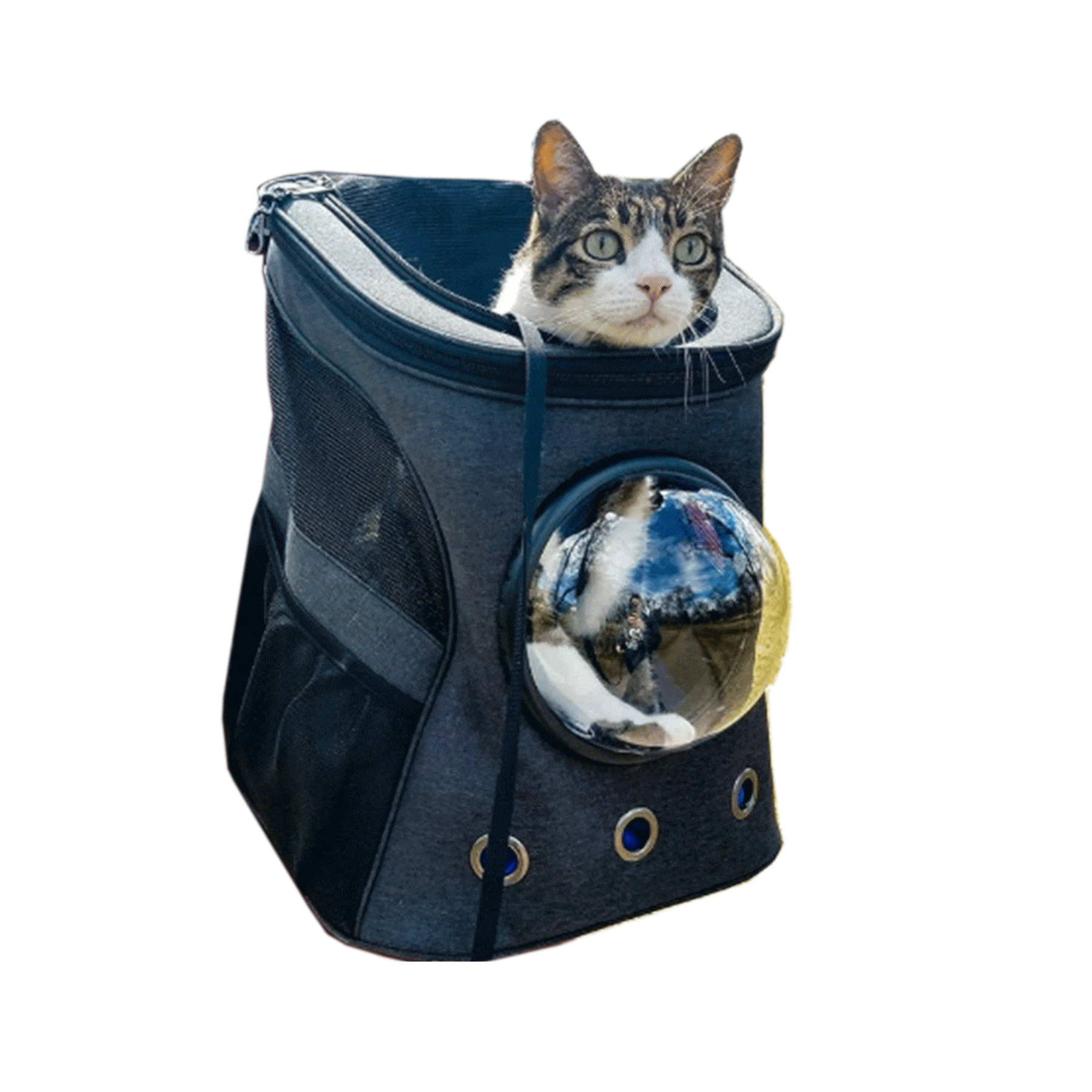 "The Complete Adventure Cat" Bundle: Fat Cat Backpack, Harness, Leash, Retractable Leash, Travel Buddy