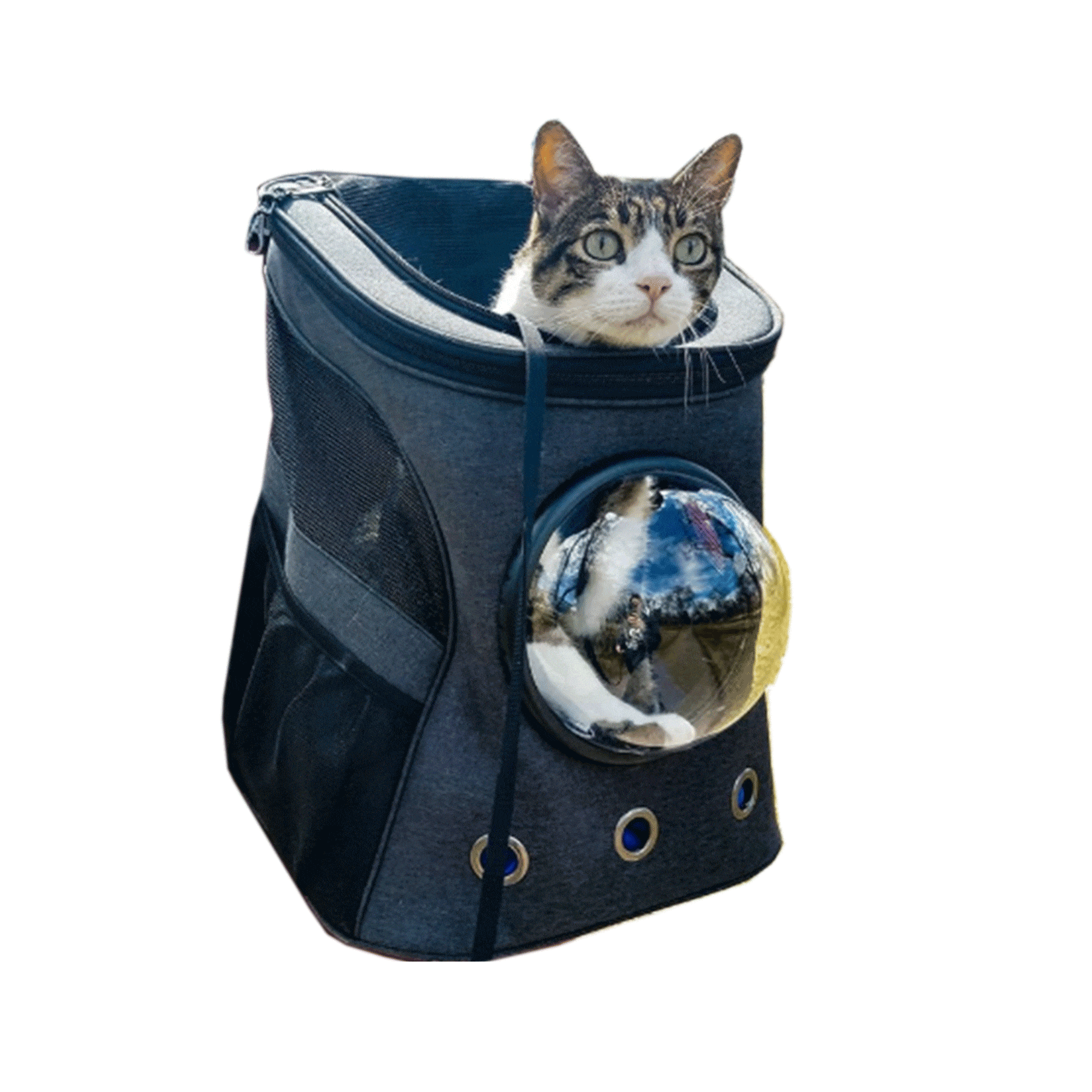 "The Complete Adventure Cat" Bundle