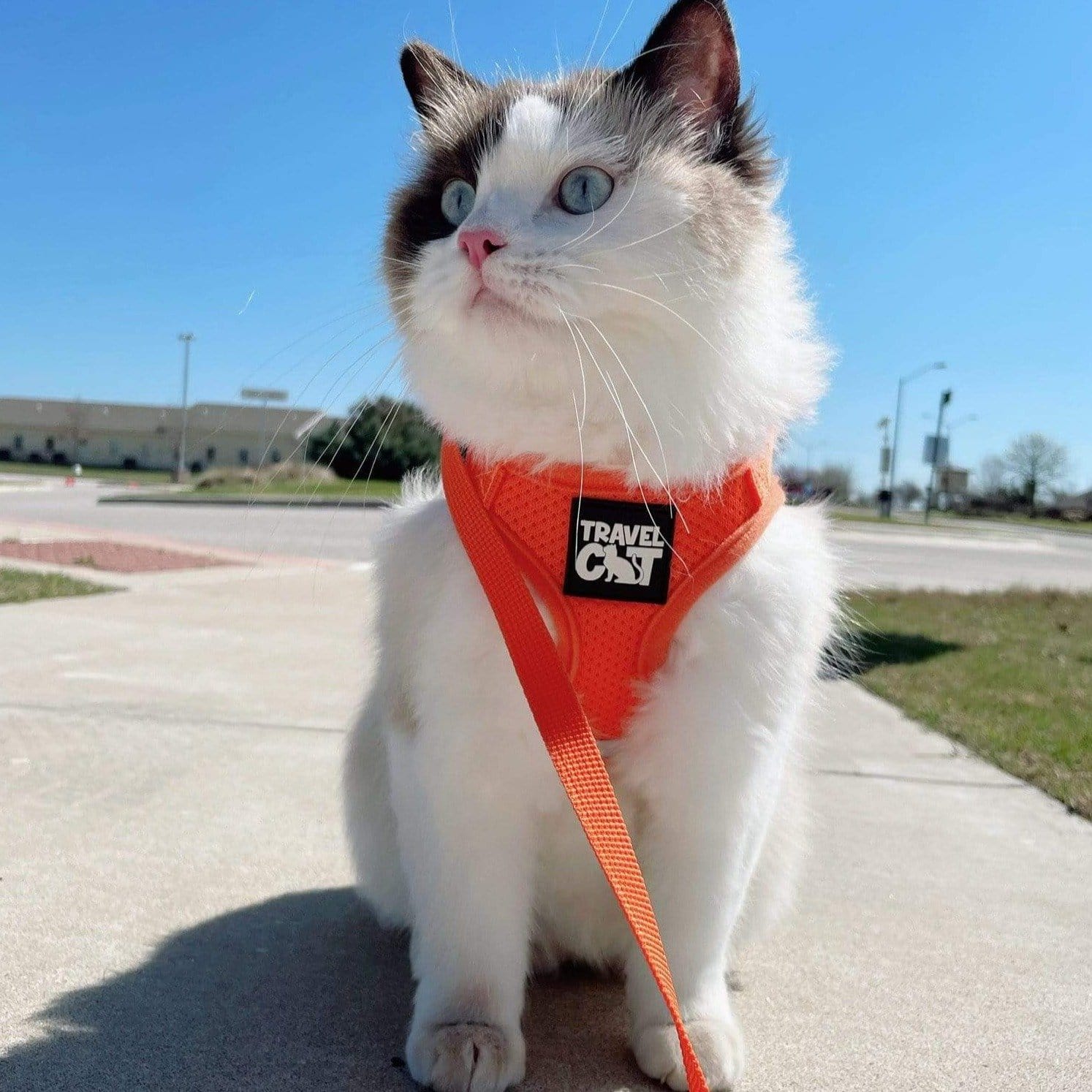 "You’re Kitten Me" Harness Bundle