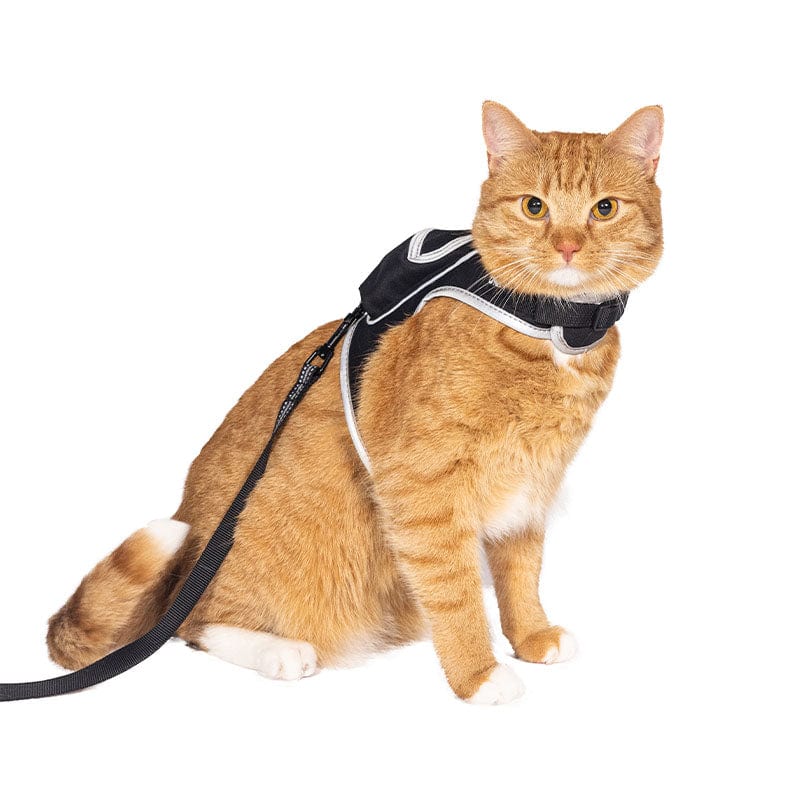 Travel Cat Stray Harness and Leash Set - Adjustable Velcro Mesh Cat Harness and Strong Nylon Leash Kit - Comfort Escape Proof Harness for Cats