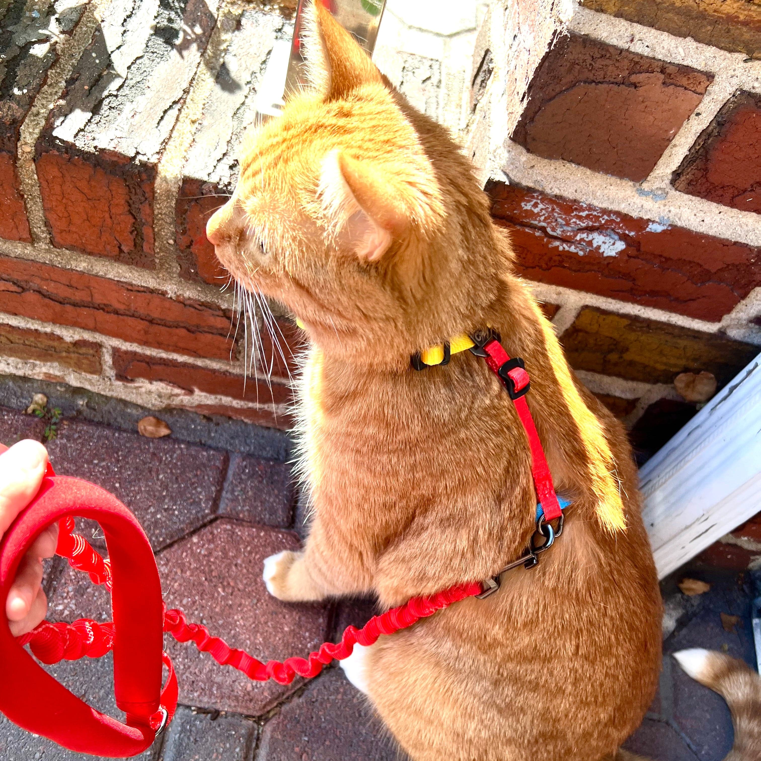 "The Day Tripper" Perfect Adjustable H-Style Cat Harness & Bungee Leash Set