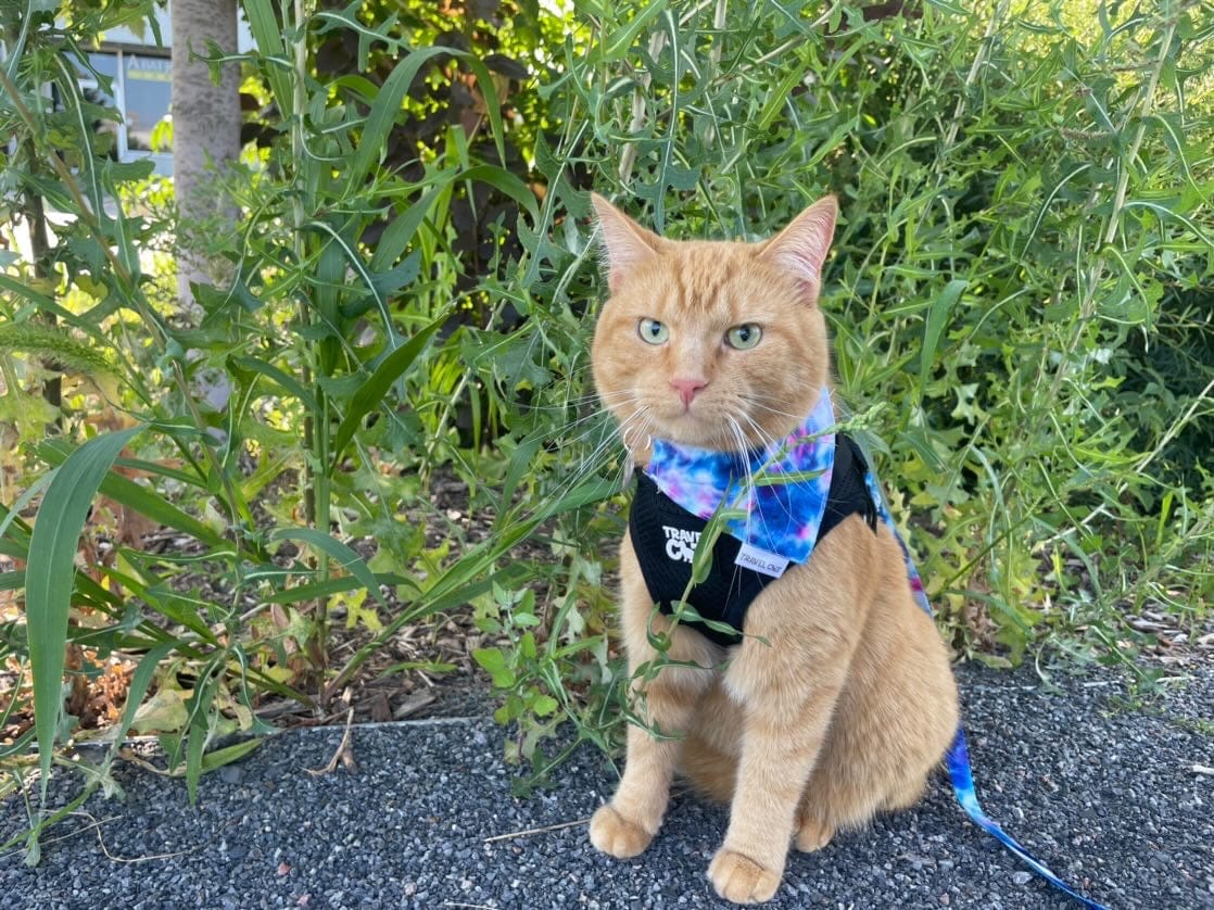 “The Groovy Cat” Bandana & Cat Collar