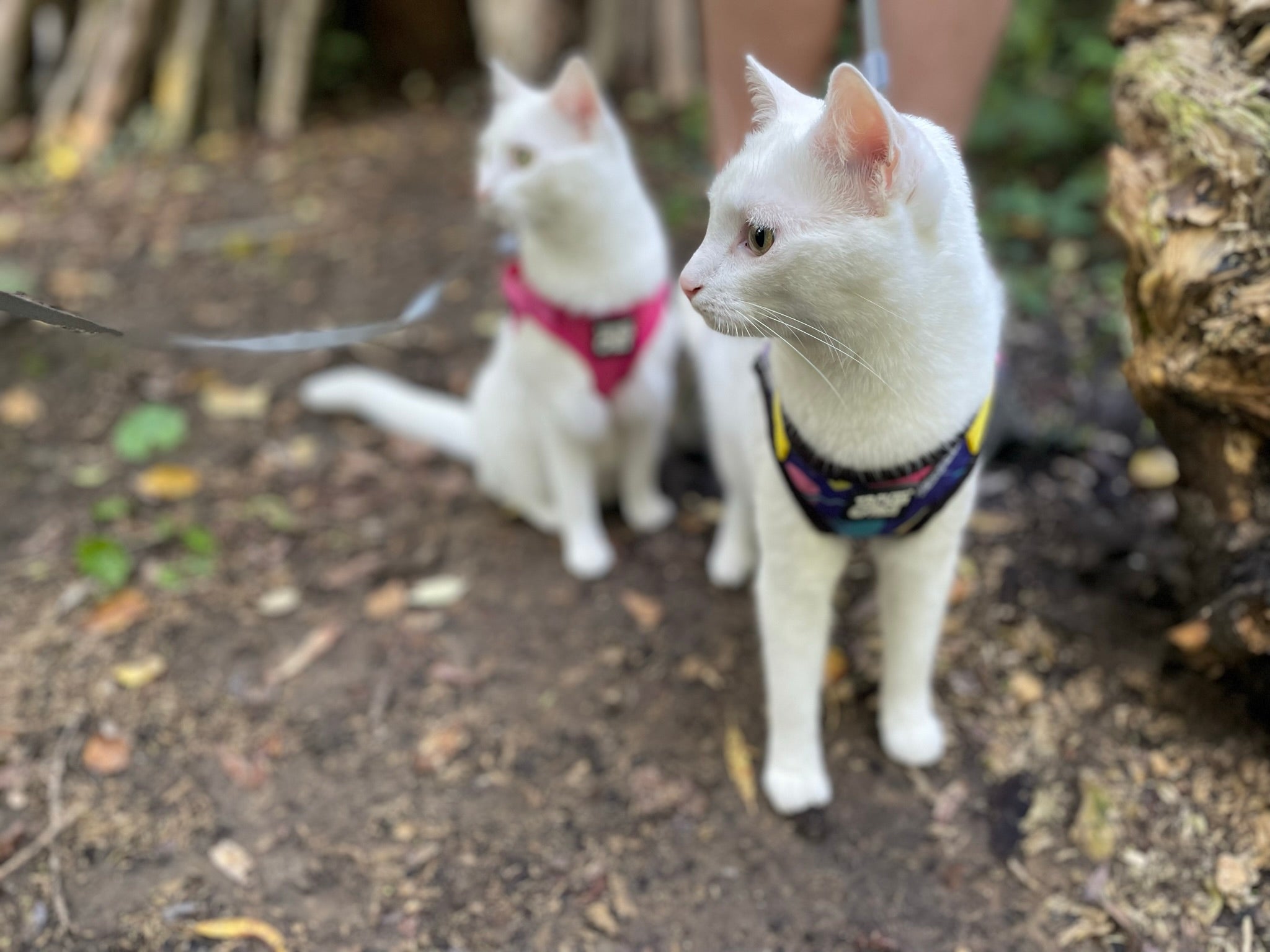 Lex and Lana The Trailblazing Kitties