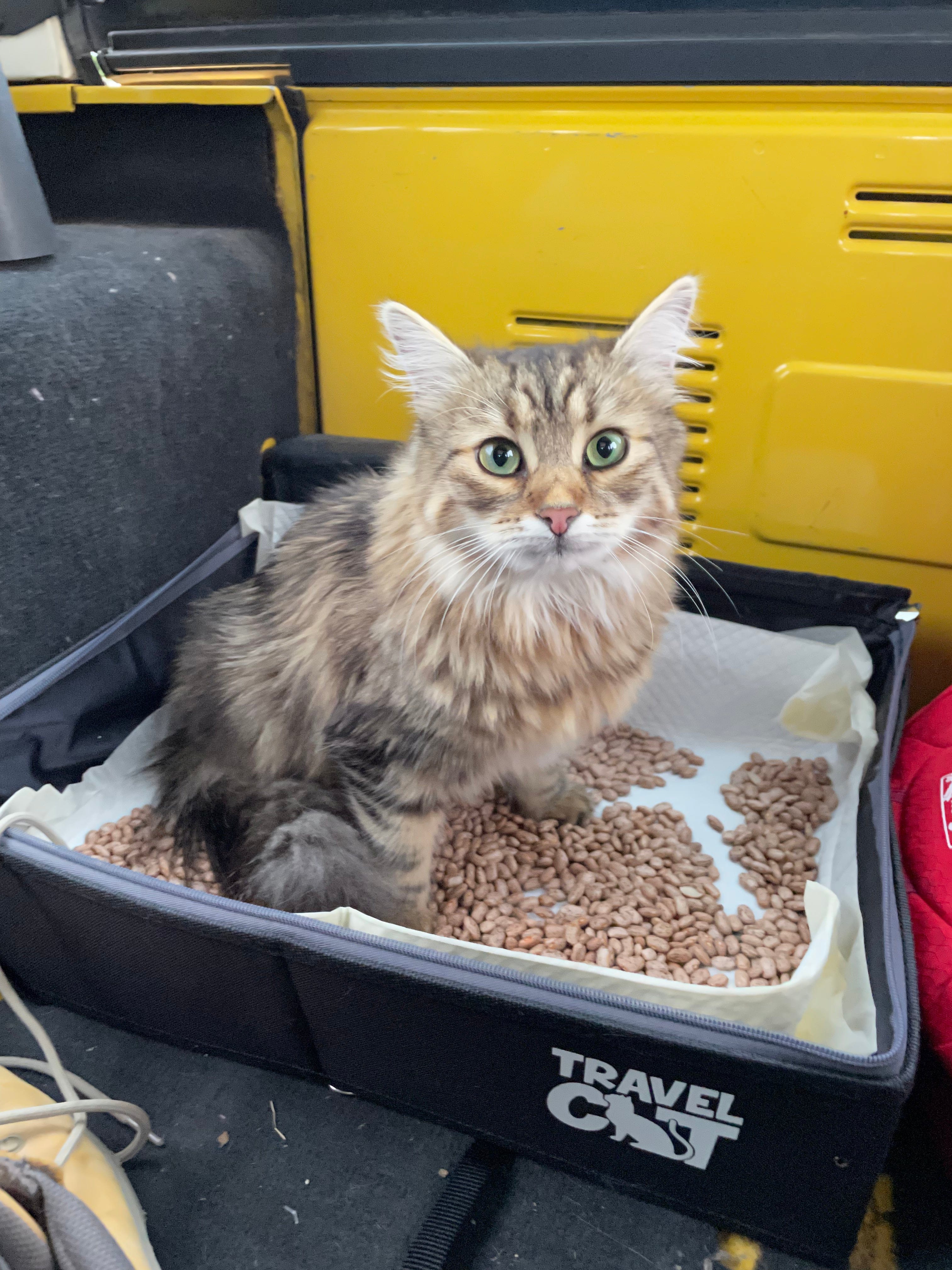 How to Travel With a Litter Box