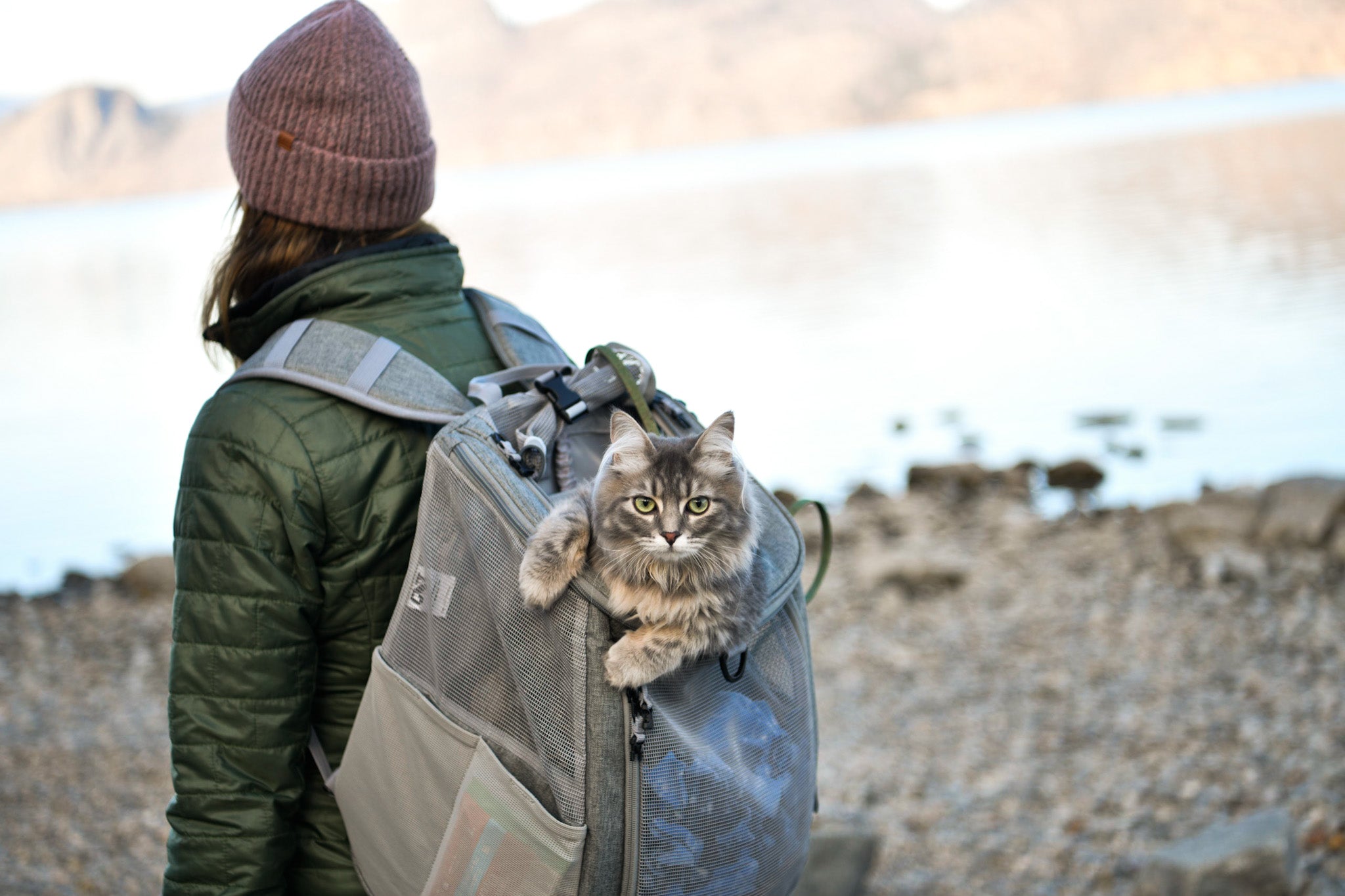Tips for Traveling with Your Cat