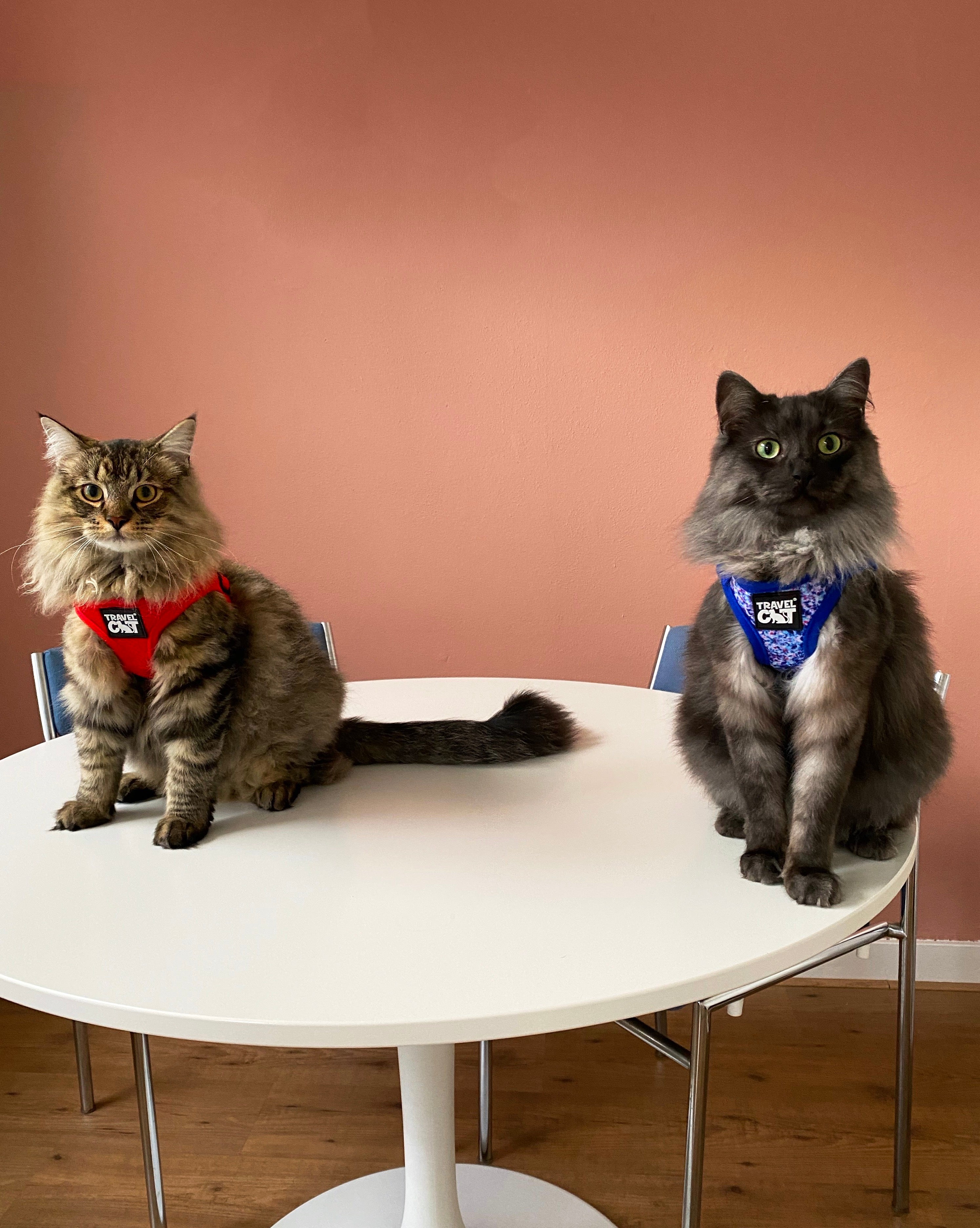 Travel Cat Tuesday: Meet Otje & Pluk, Ragdoll Brothers from Amsterdam