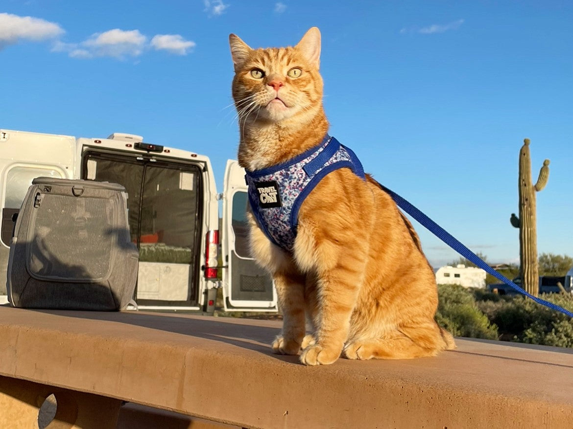 A Tried-and-True Guide to RV Travel with Your Cat