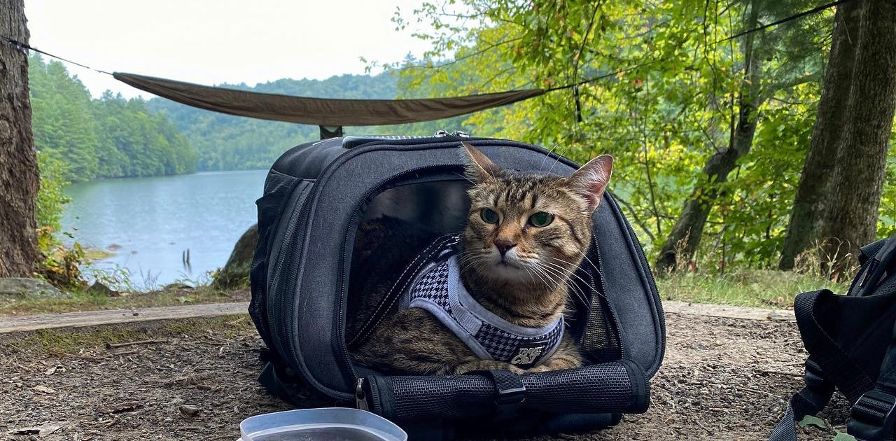 Travel Cat Tuesday: Car Camping with Sheba