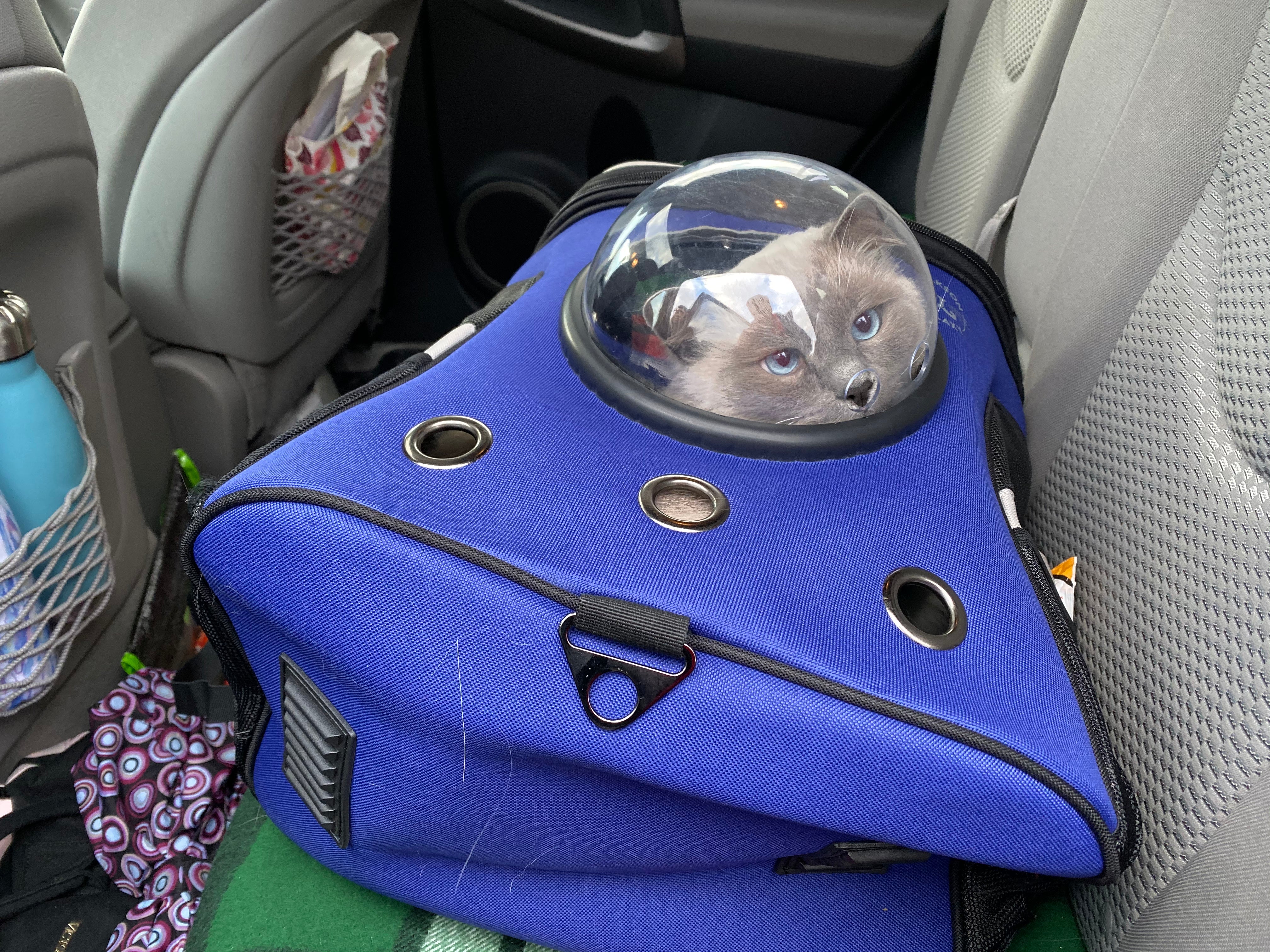 How to Travel with Your Cat in Your Cat Backpack in the Car