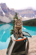 20 Expert Tips for Safely Doing MORE With Your Cat — From Real Adventure Cat Owners