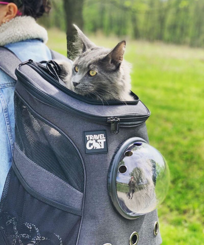 Are Cat Backpacks and Harnesses Cruel? No Way!
