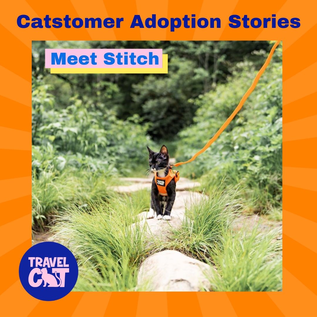 Travel Cat Adoption Stories: Stitch of Manning, South Carolina