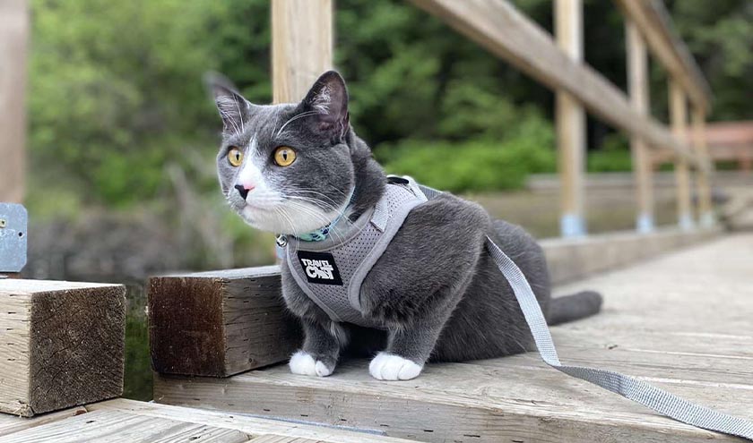 How to Harness Train a Cat