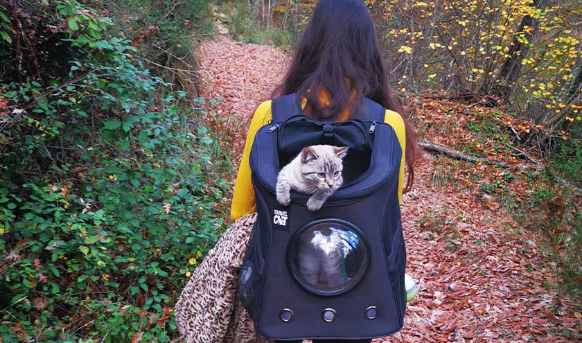 Your Cat Backpack Style Comparisons and Feature Details