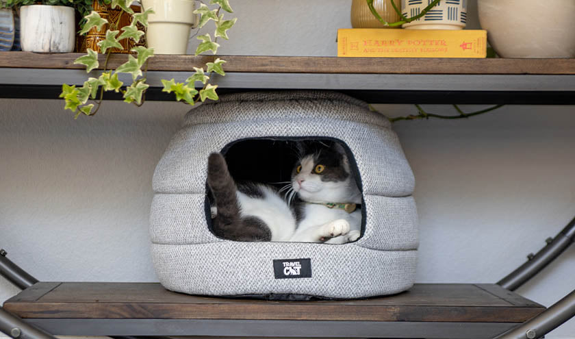 The 5 Best Cat Beds and Caves for 2023