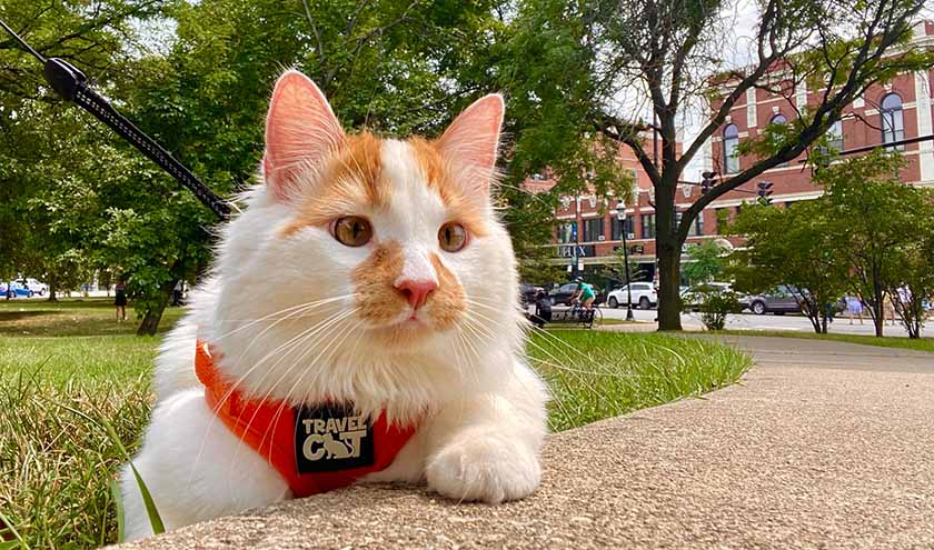 why-does-my-cat-want-to-go-outside-travel-cat-your-cat-backpack