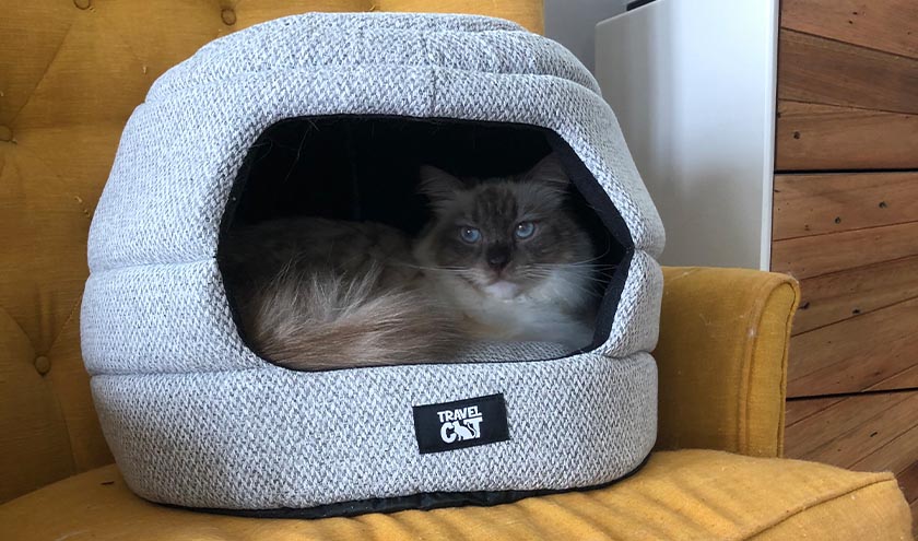 9 Quick and Easy Tips for Getting Your Cat to Sleep in Its Own Bed