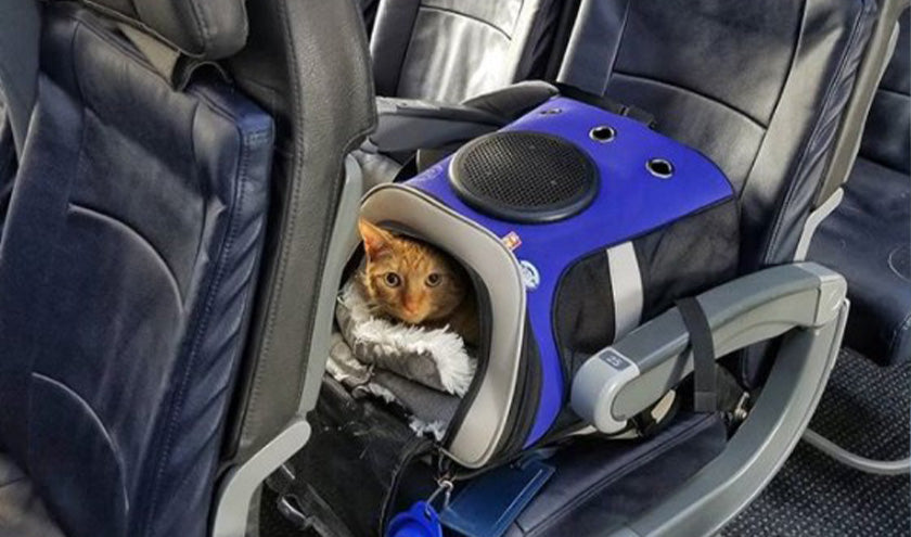 The Ultimate Guide - How to Fly With Your Cat