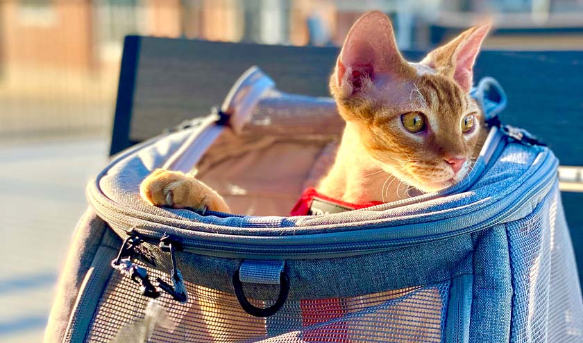 How to Get Your Cat to Love Your Cat Backpack