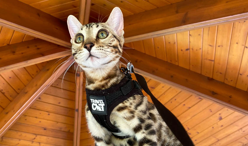 The 5 Best Cat Harness and Leashes of 2023 - Travel Cat Your Cat Backpack