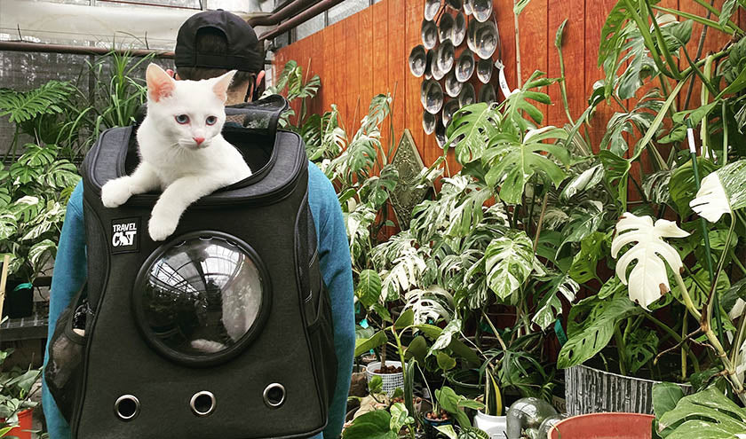 Buy cat clearance backpack