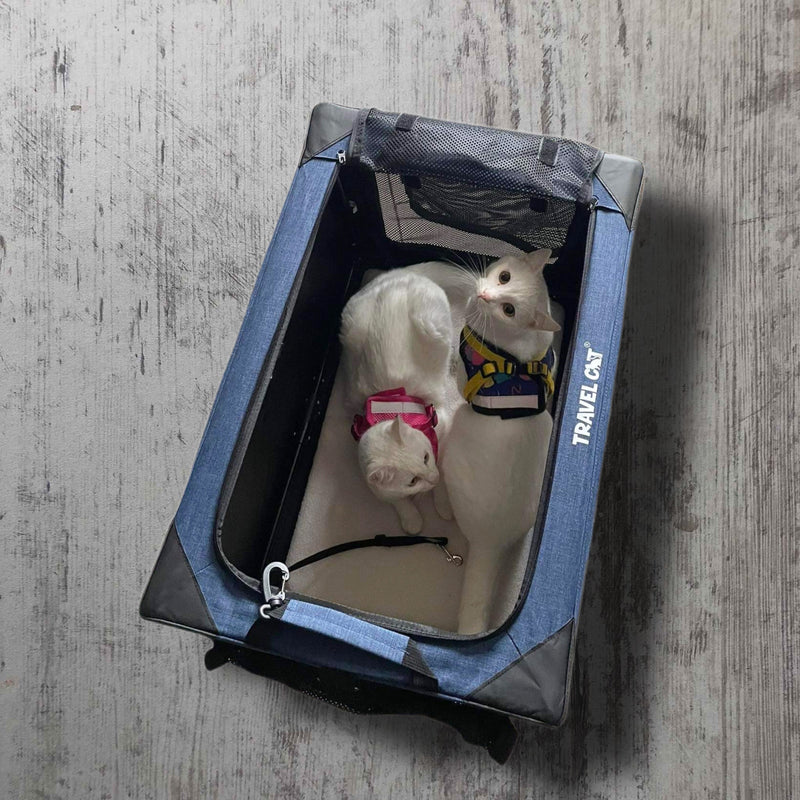 Your Purrfect Guide to Holiday Travel with a Cat: How to Take Your Pet with You Stress-Free