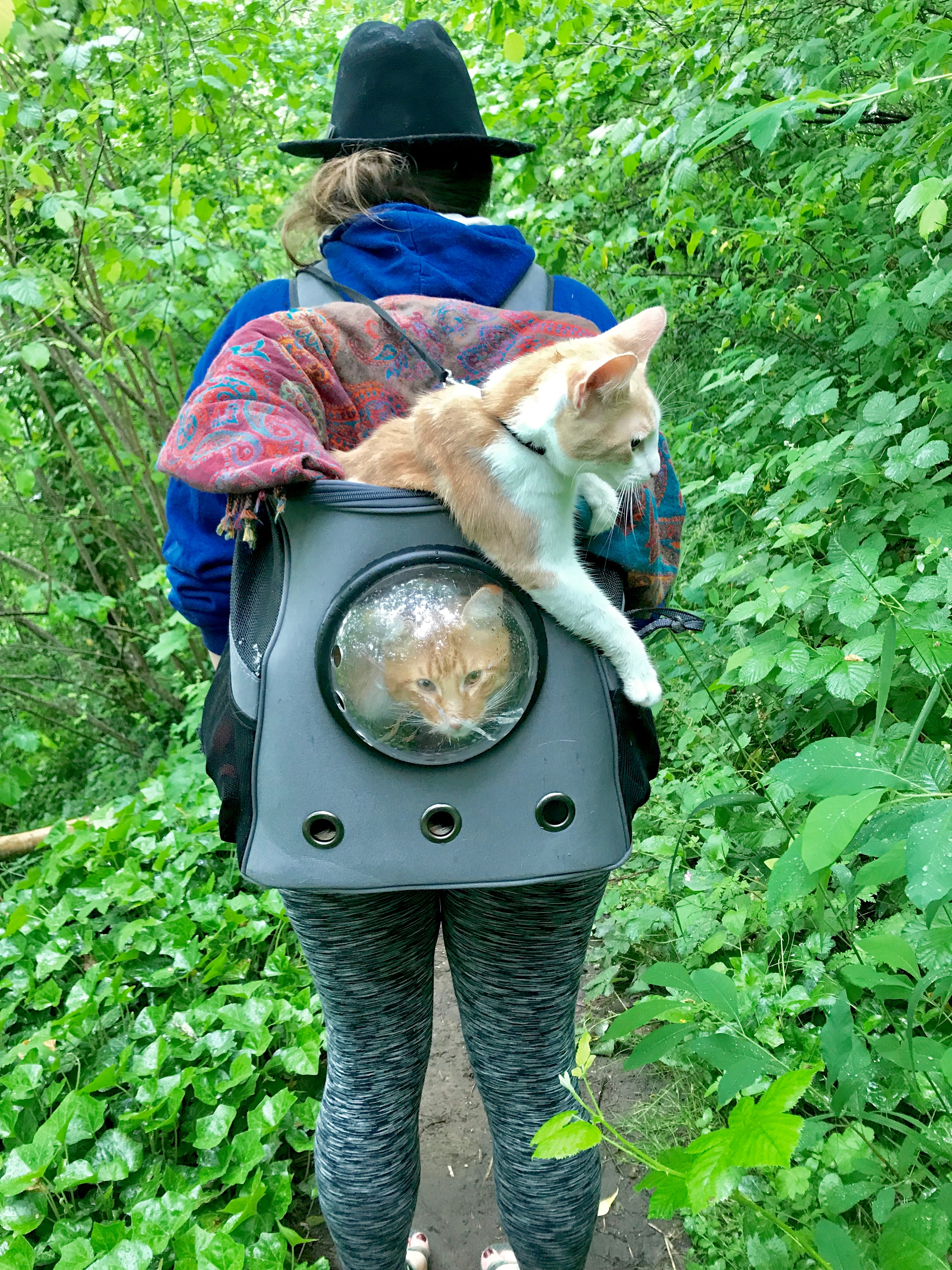 Binx and Norman: Your Cat Backpack Featured Feline