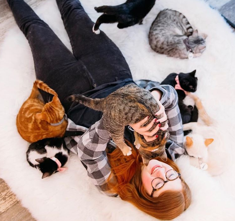 45+ Cat Cafes in the United States and Canada that We Know of that You Need to Check Out