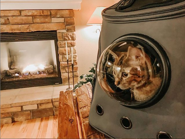 Cider: Your Cat Backpack Featured Feline