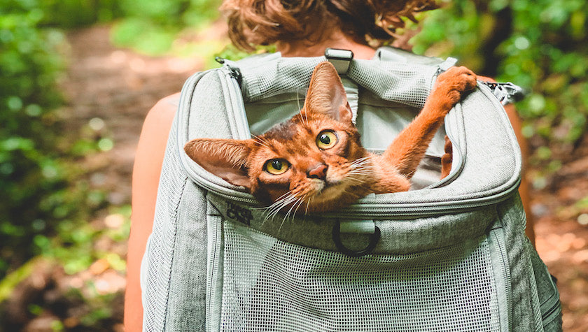Travel Cat Tuesday: Simon the Hawaiian Mountain Lion