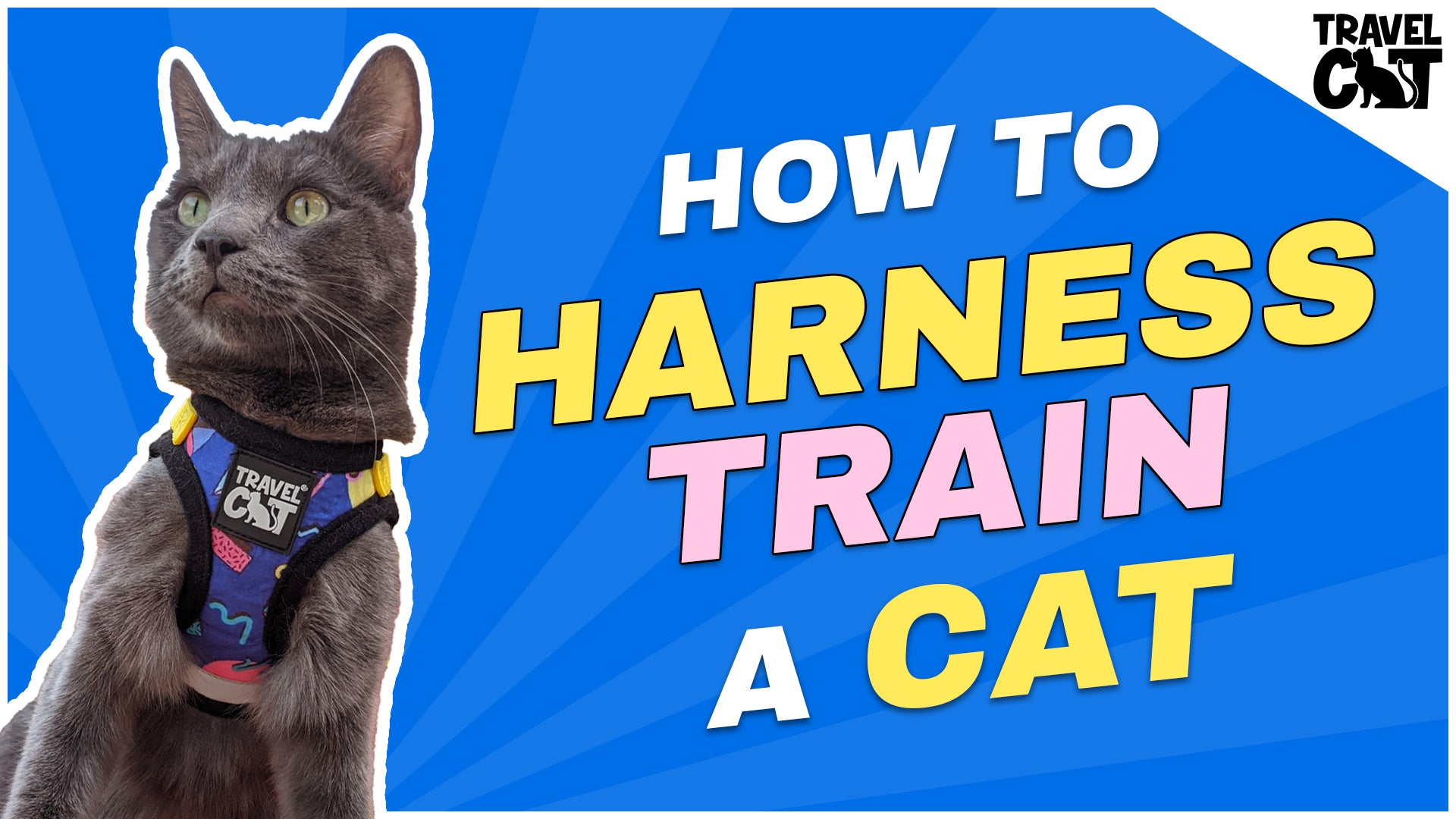 4 Real Travel Cat Parents Share Practical Cat Harness and Leash Training Tips for Getting Started