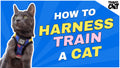 4 Real Travel Cat Parents Share Practical Cat Harness and Leash Training Tips for Getting Started