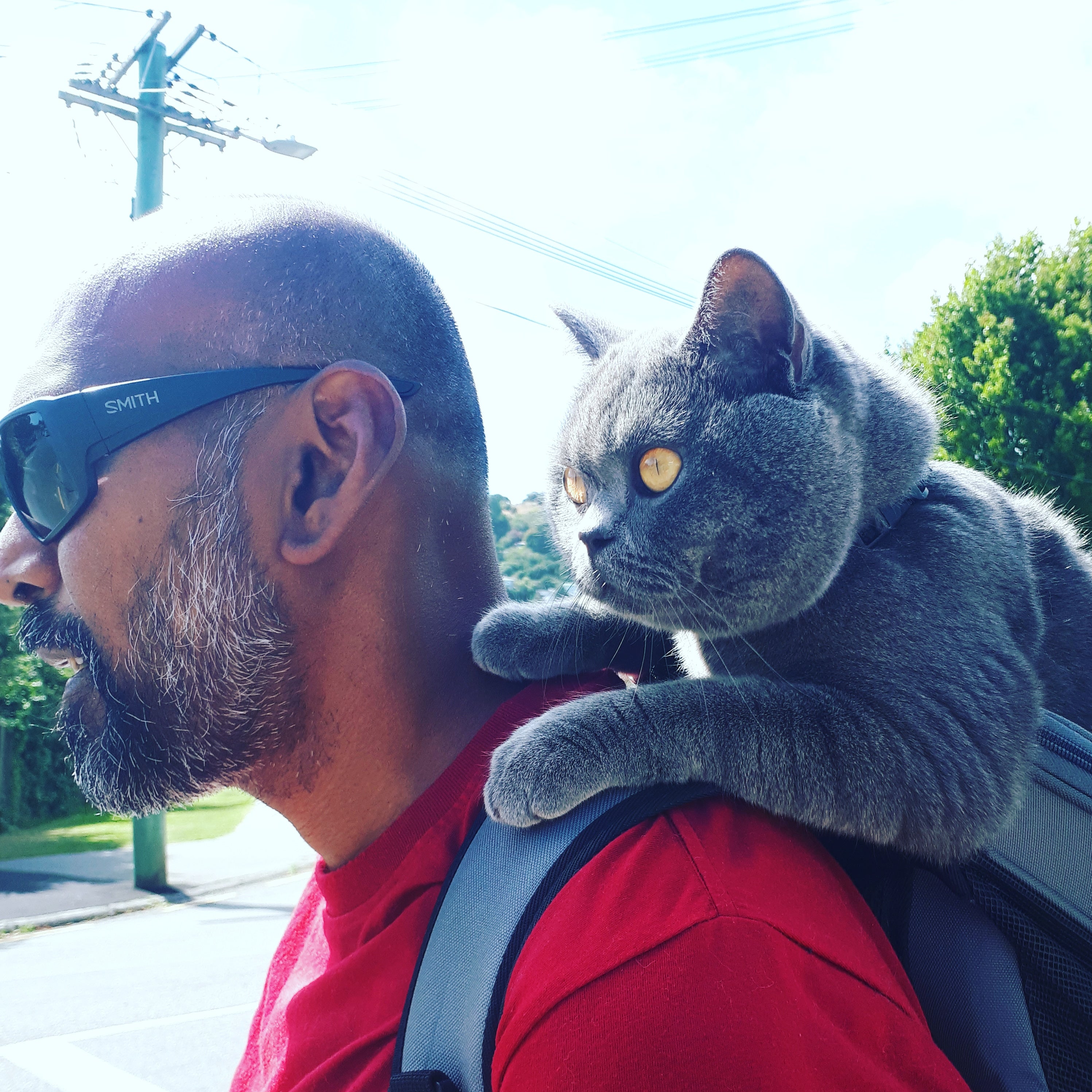 New Zealand's Rafferty, a British Shorthair with Catitude: Your Cat Backpack Bubble Carrier Bio