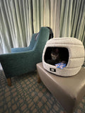 The Ultimate List of Cat-Friendly Hotels in the U.S. - More Than Just Pet-Friendly